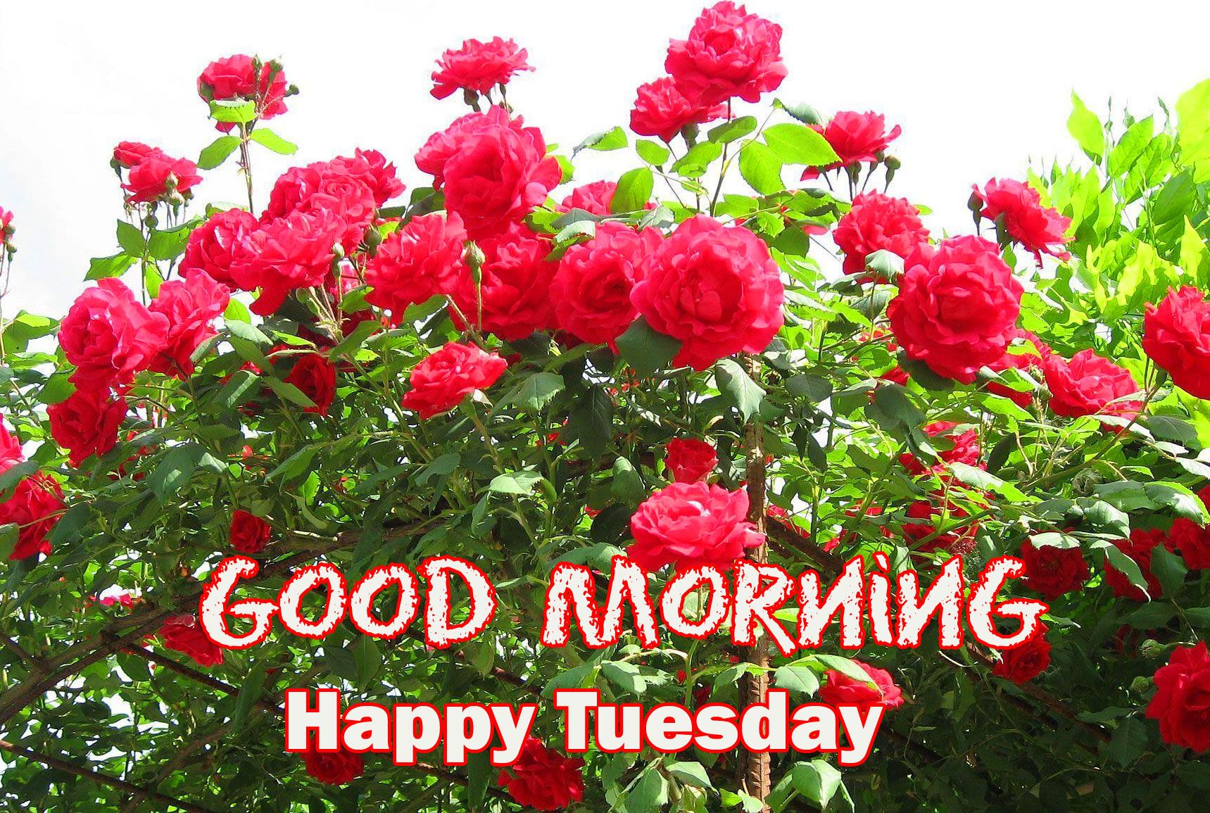Lovely Red Roses Good Morning Happy .pixtrends.com