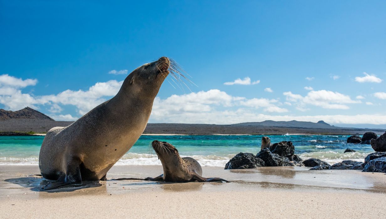 Seals On The Beach Wallpapers - Wallpaper Cave