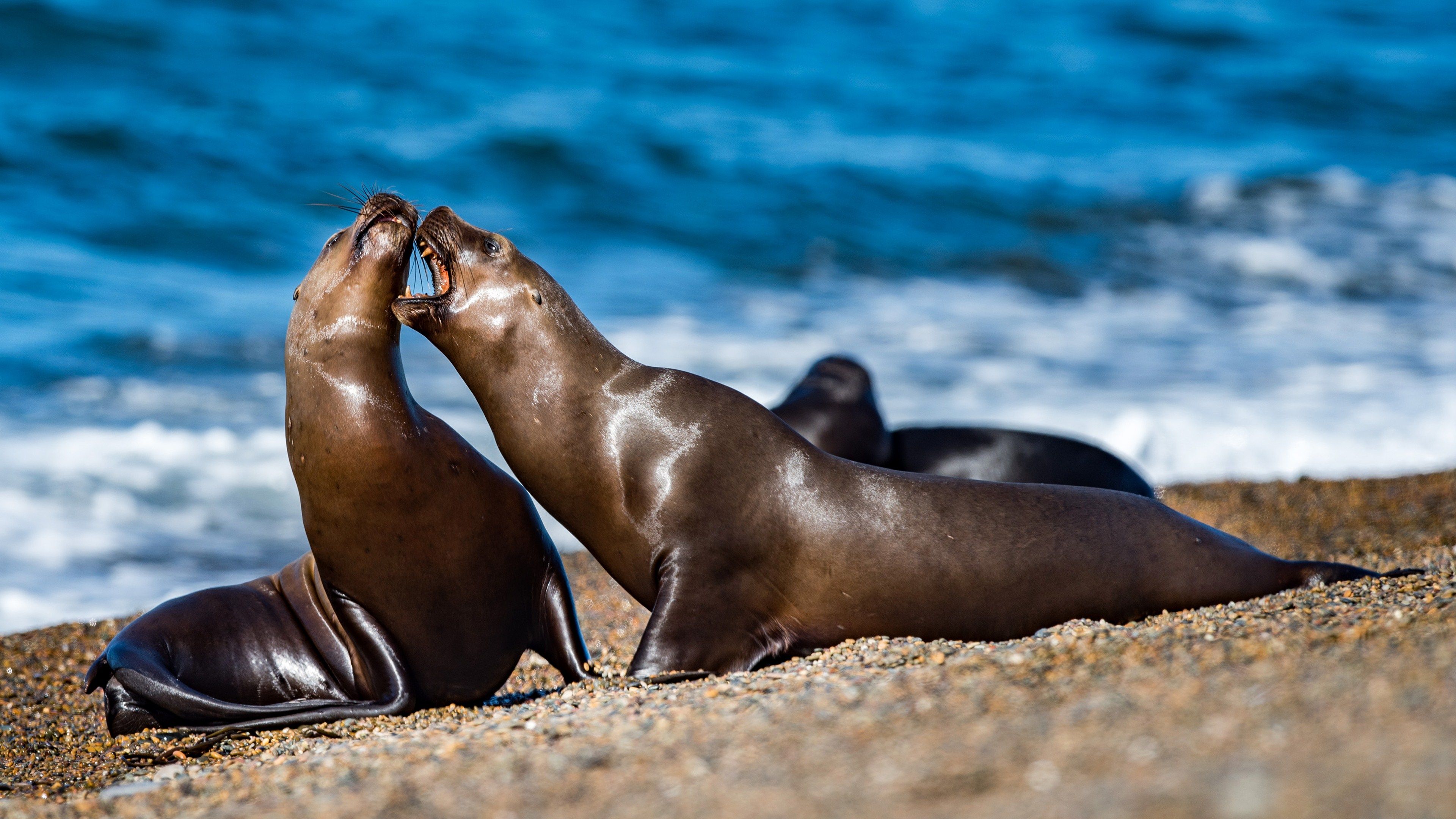 Seals On The Beach Wallpapers Wallpaper Cave