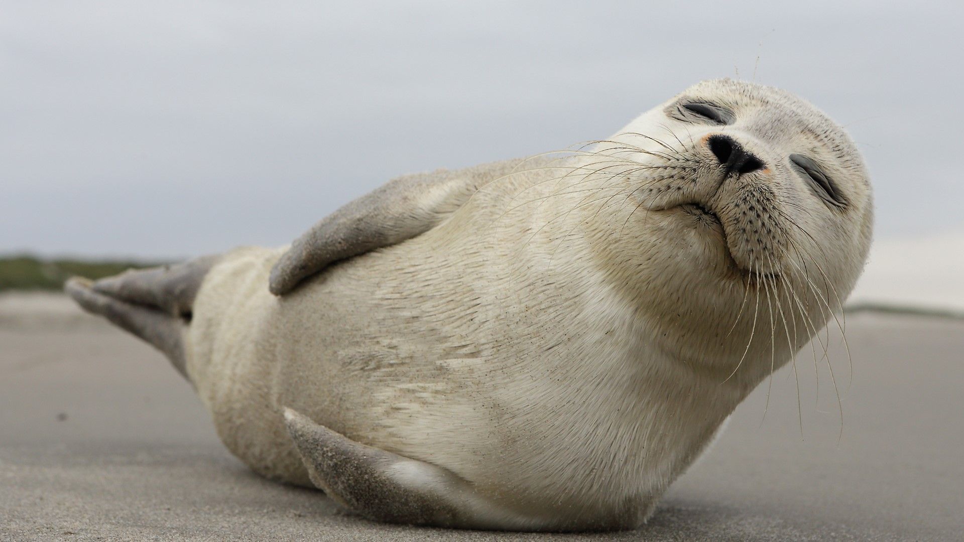 A young grey seal pup, Ameland island .windows10spotlight.com