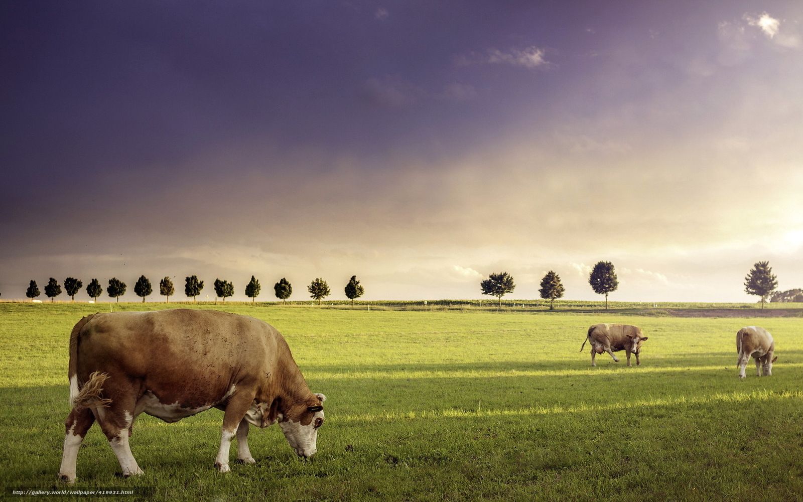 Wallpaper Cows, Livestock, Field .gde Fon.com