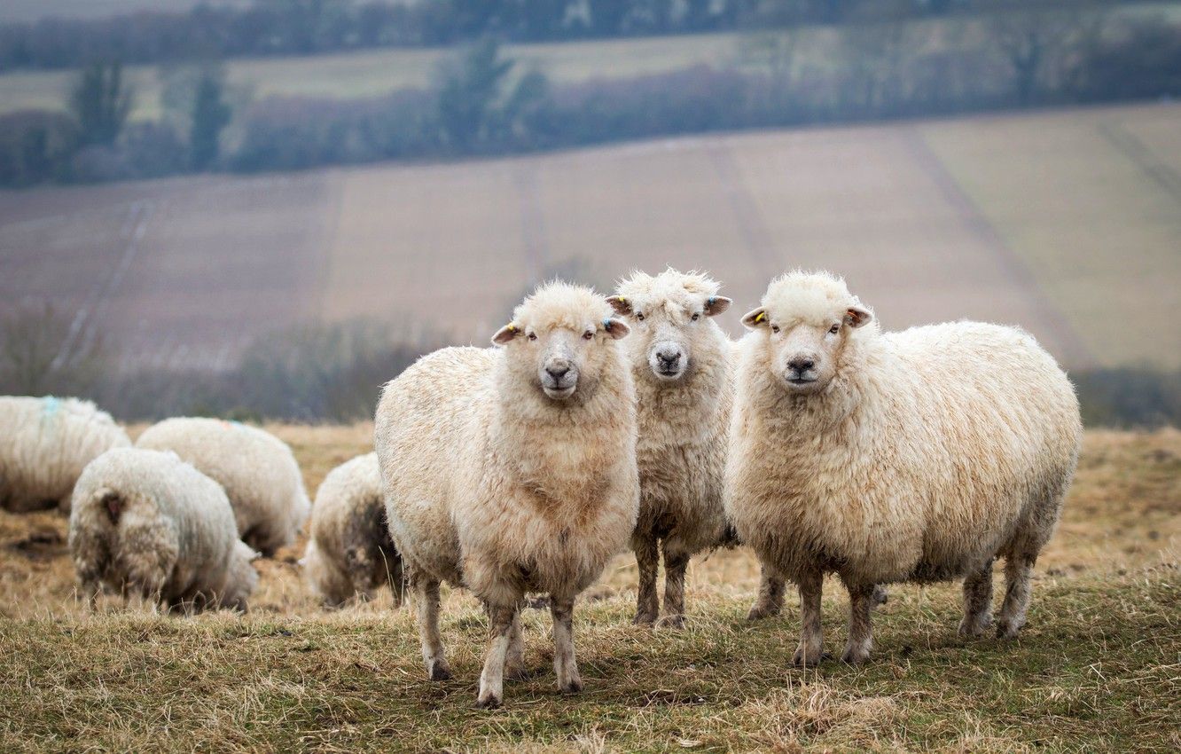 herd, lambs, sheep, livestock .goodfon.com