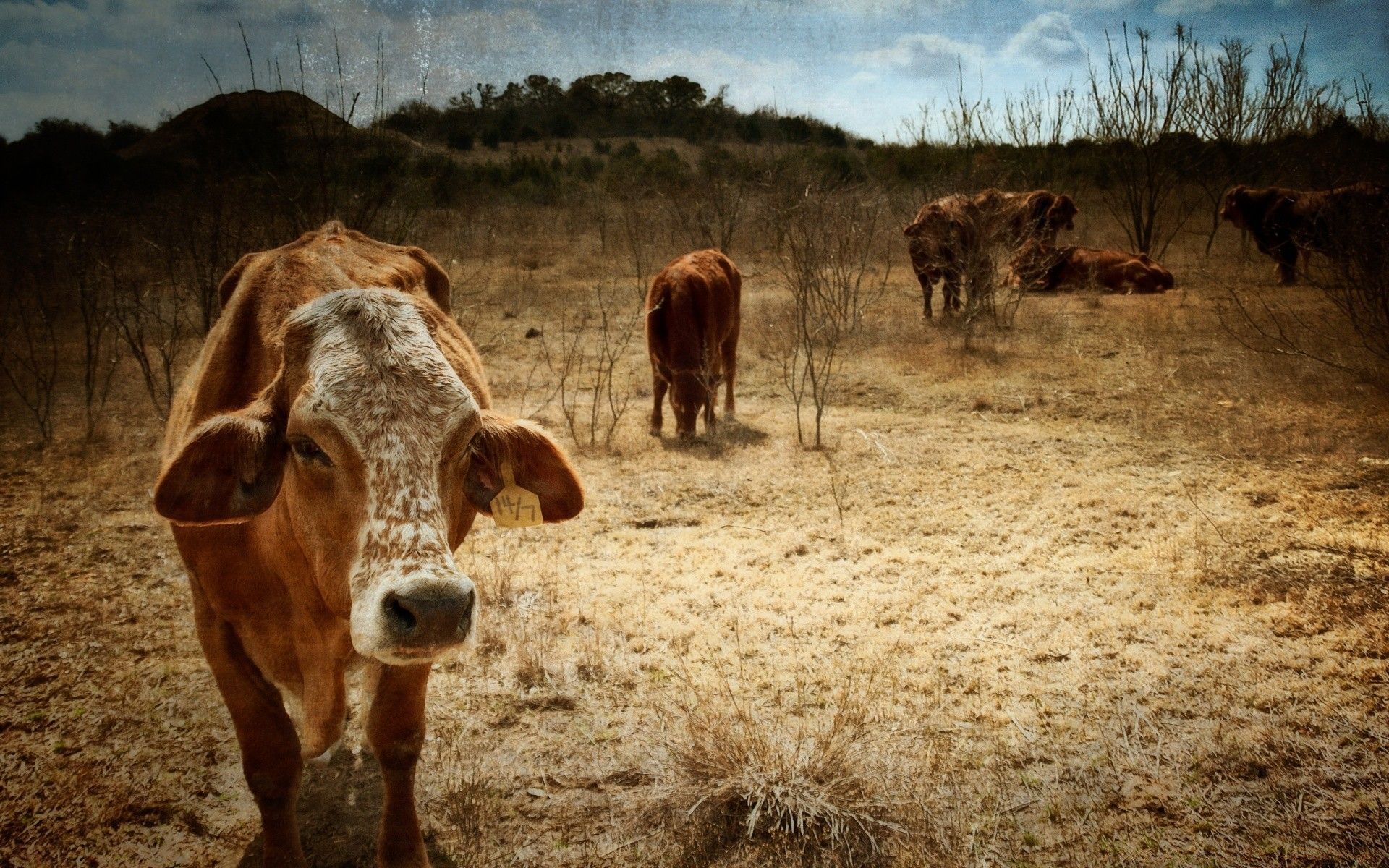 Texas Cows Wallpapermillion Wallpaper.com