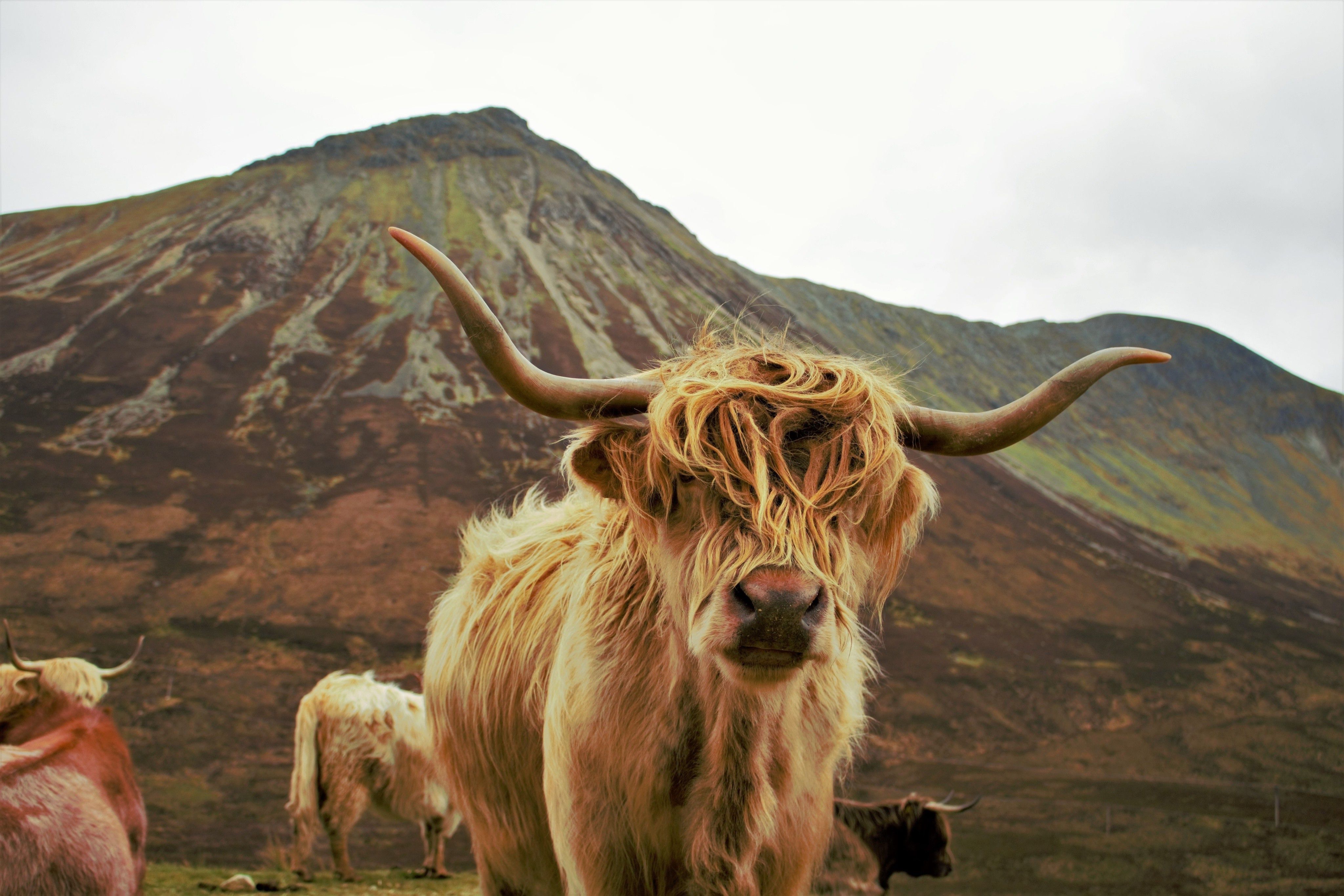 Livestock Wallpapers Wallpaper Cave Livestock Wallpapers Wallpaper Cave