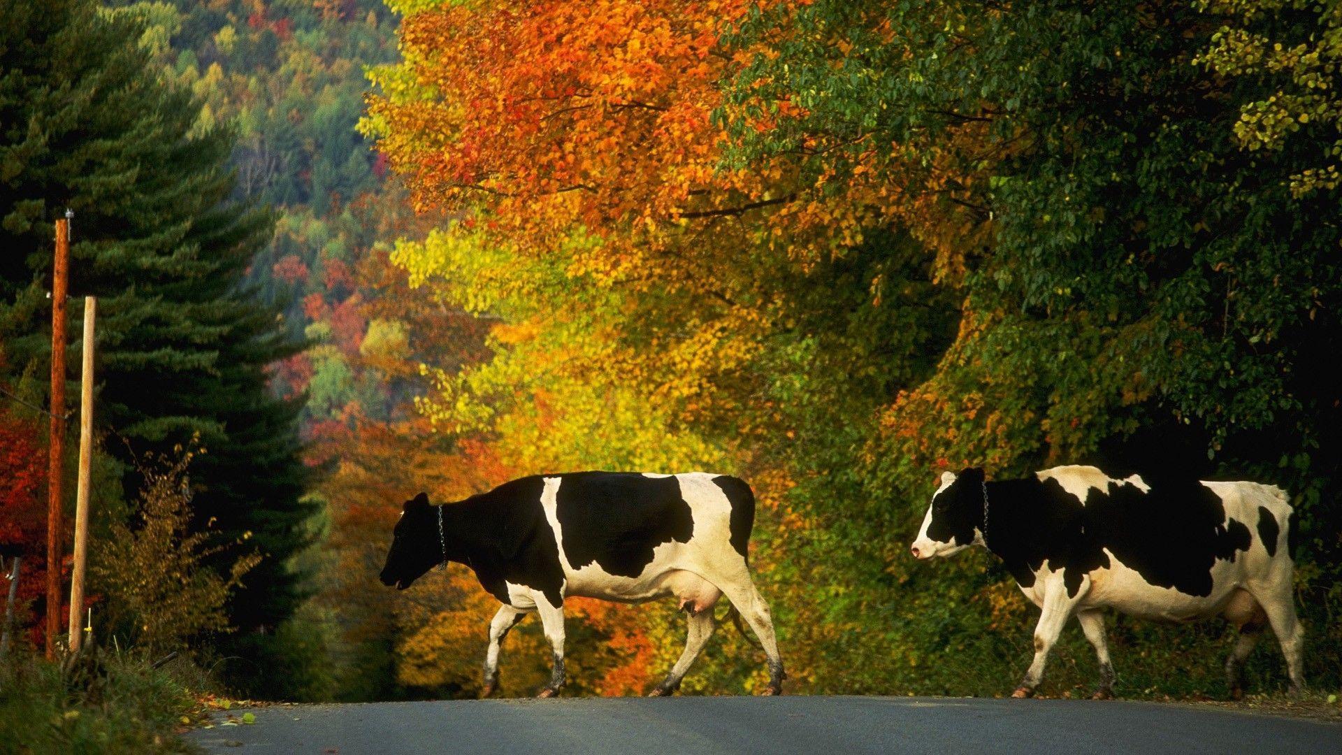 Cows. Nature Wallpaper for Android .apkpure.com