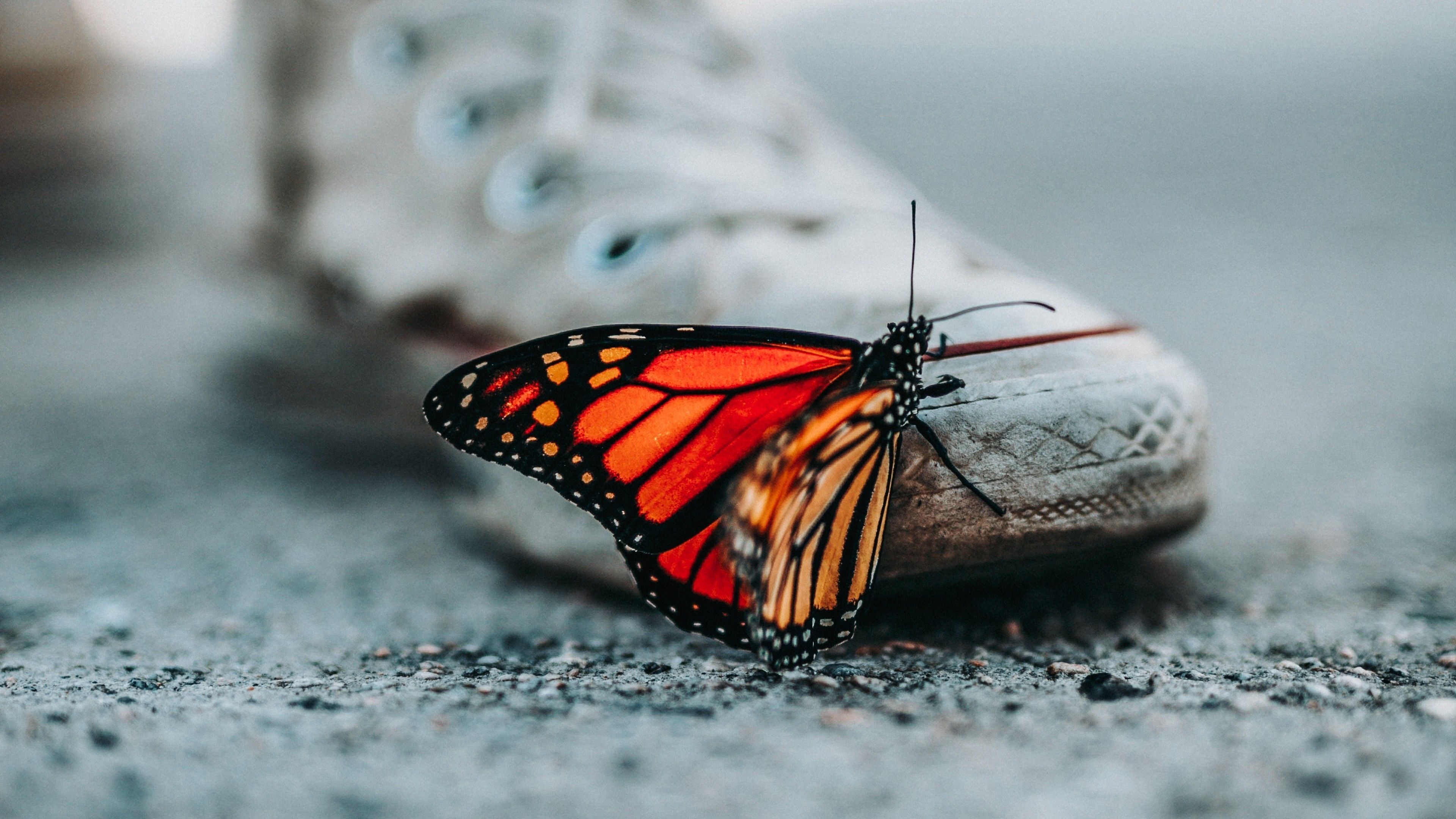 Cute Butterfly on Shoes 4K Wallpaper .hdnicewallpaper.com