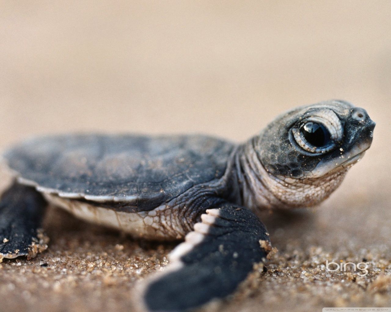 Baby Turtle Wallpaper
