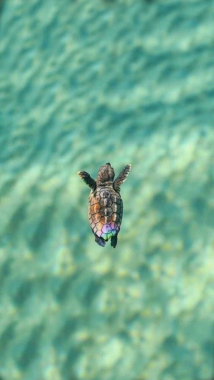 Tartaruguinha. Cute turtles, Cute baby animals, Cute animals