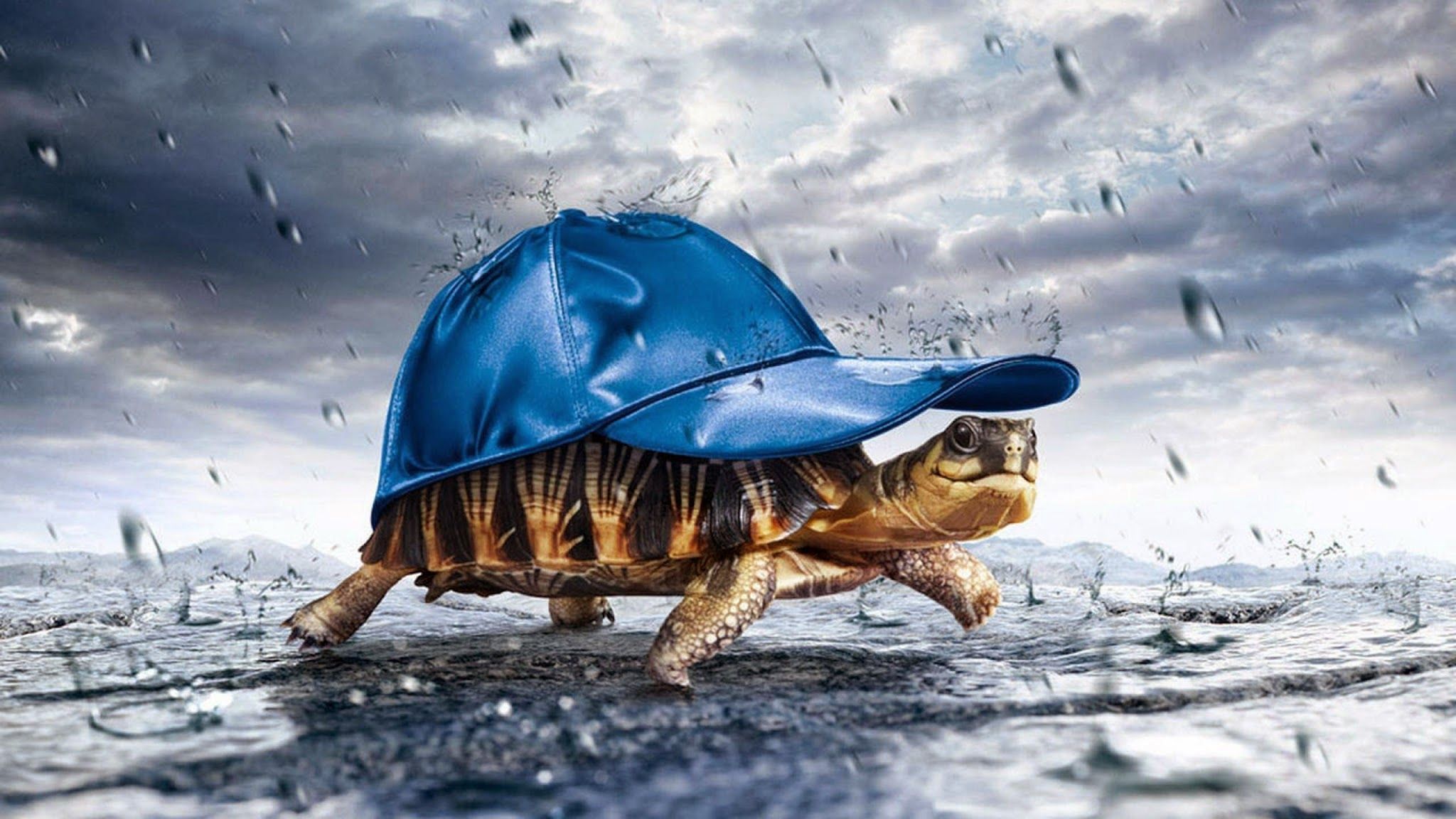 Turtle With Cap Raining, HD Others, 4k Wallpaper, Image, Background, Photo and Picture