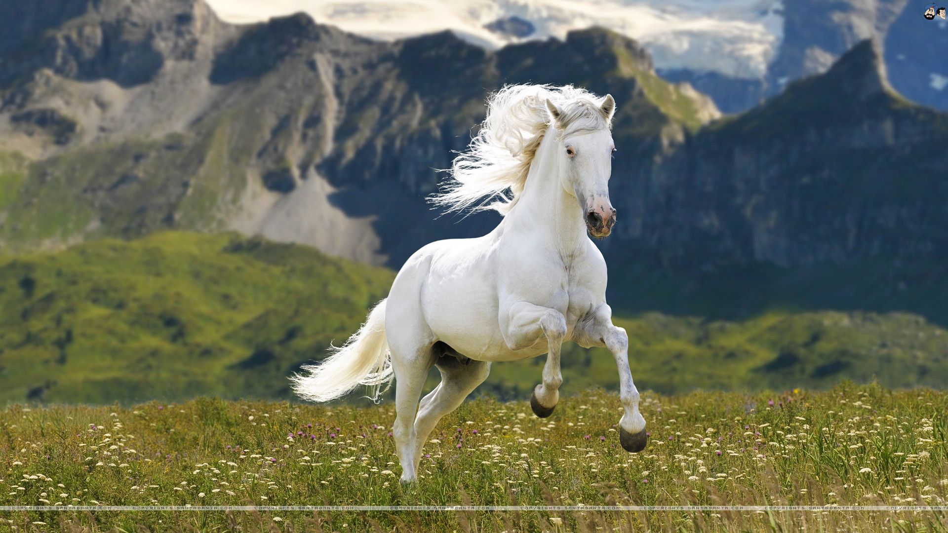 Horse Data Src Most Popular White Horse .wallpapertip.com
