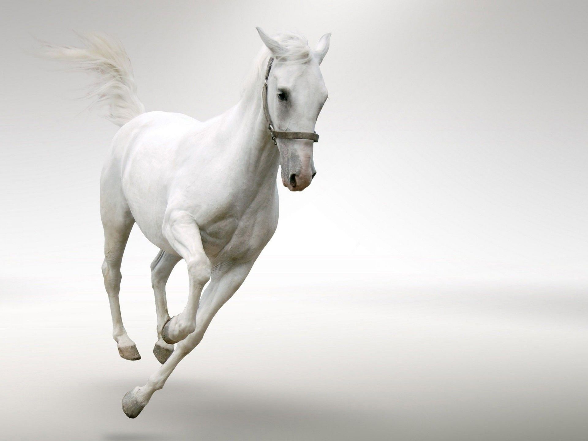 White Horse Running Desktop Wallpaper HD, Wallpaper13.com