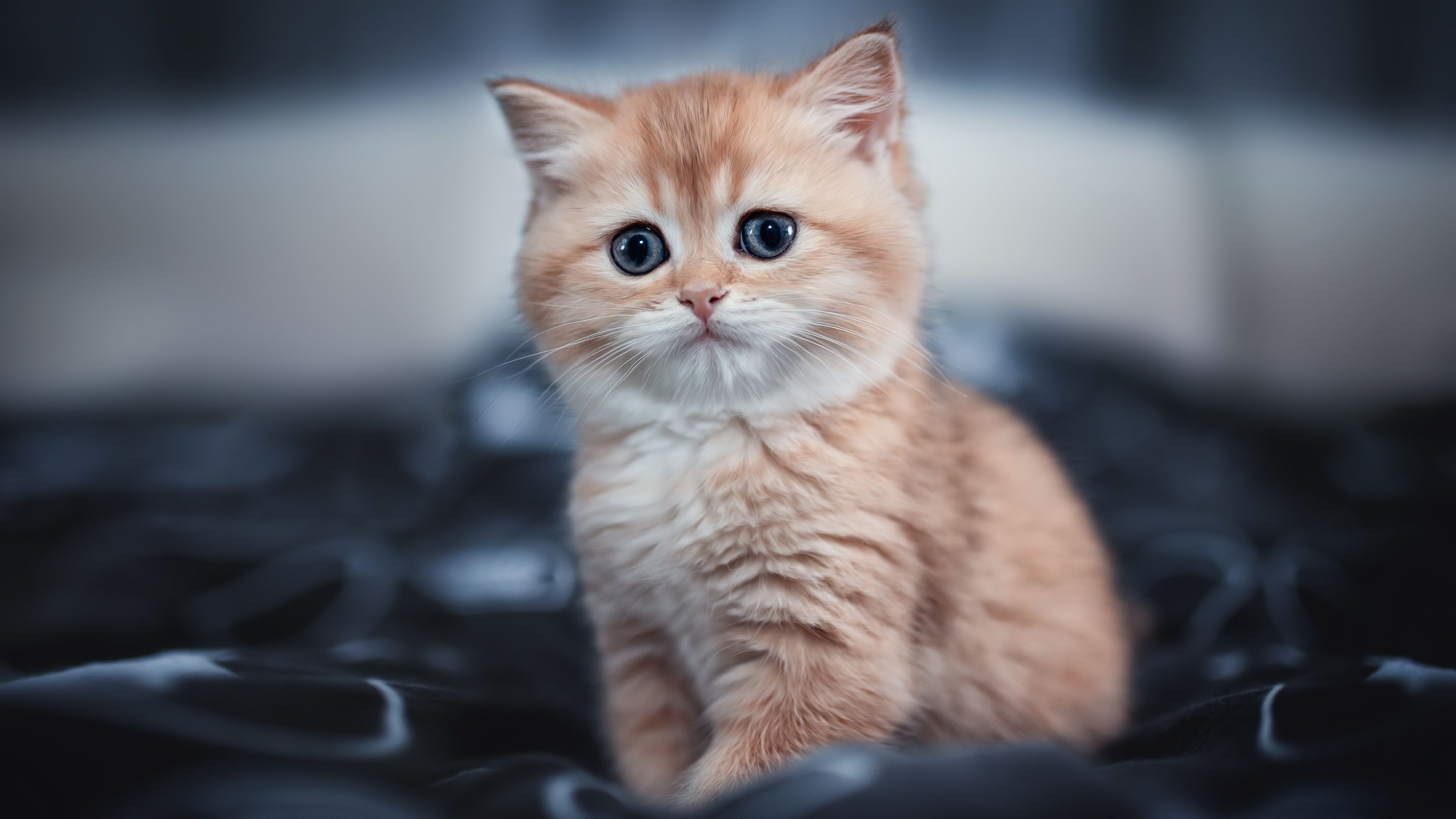 Cute Kitten 4k, HD Animals, 4k .hdqwalls.com
