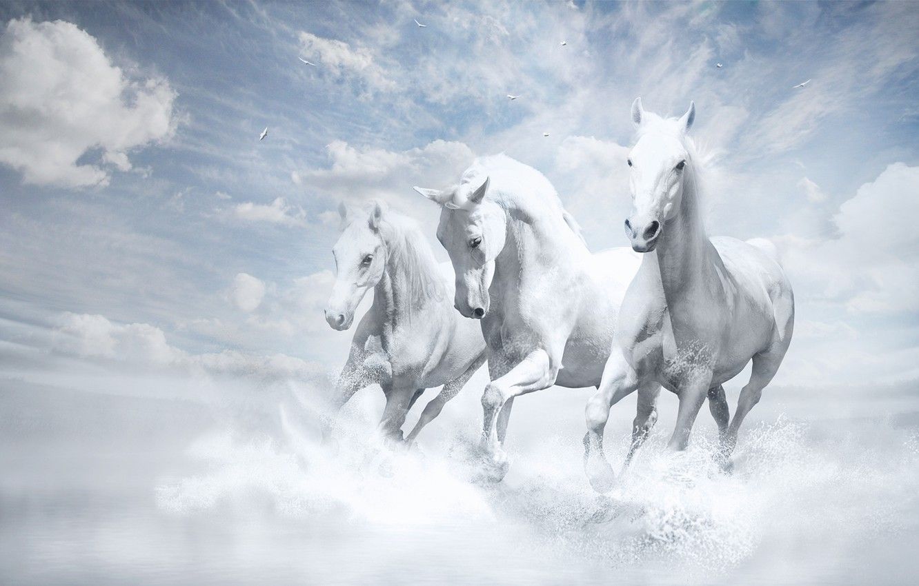 Wallpaper Wallpaper, White Horse, White .goodfon.com
