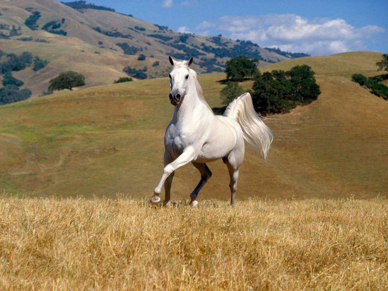 Beautiful white horse desktop .wallpapertock.net