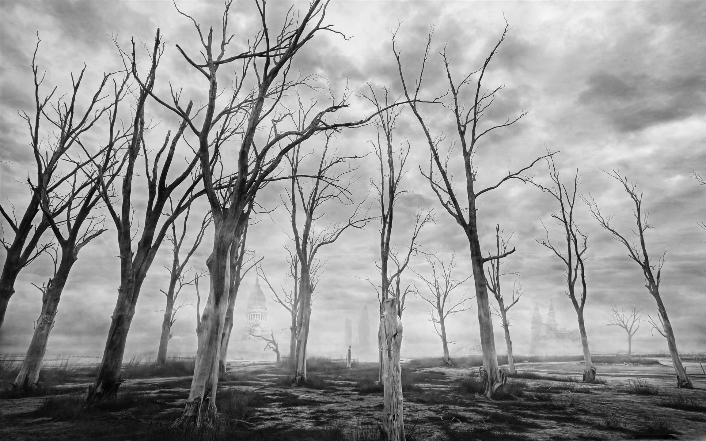 Dead Trees Black And White MacBook Air .allmacwallpaper.com