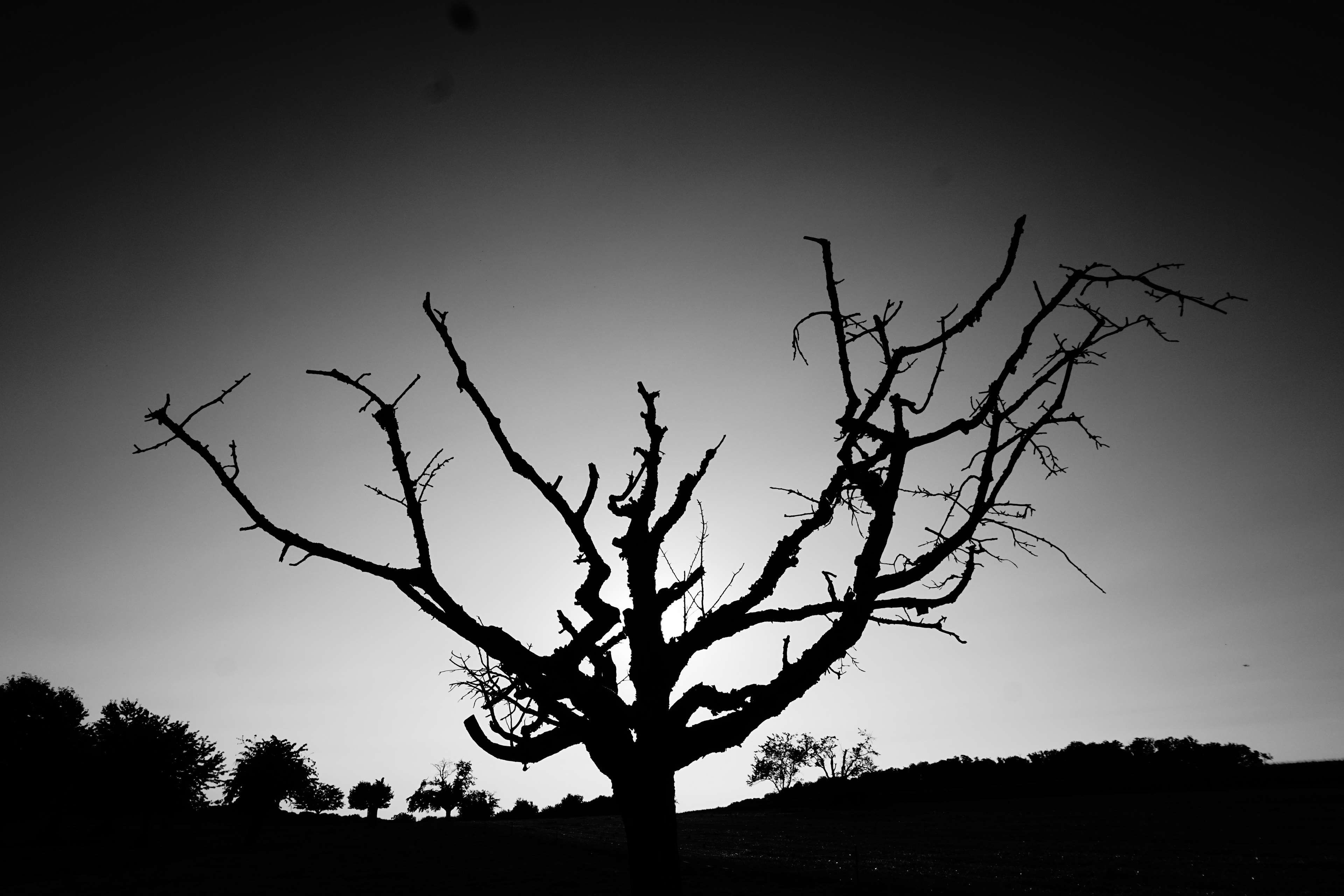 Dead Tree Wallpapers Wallpaper Cave