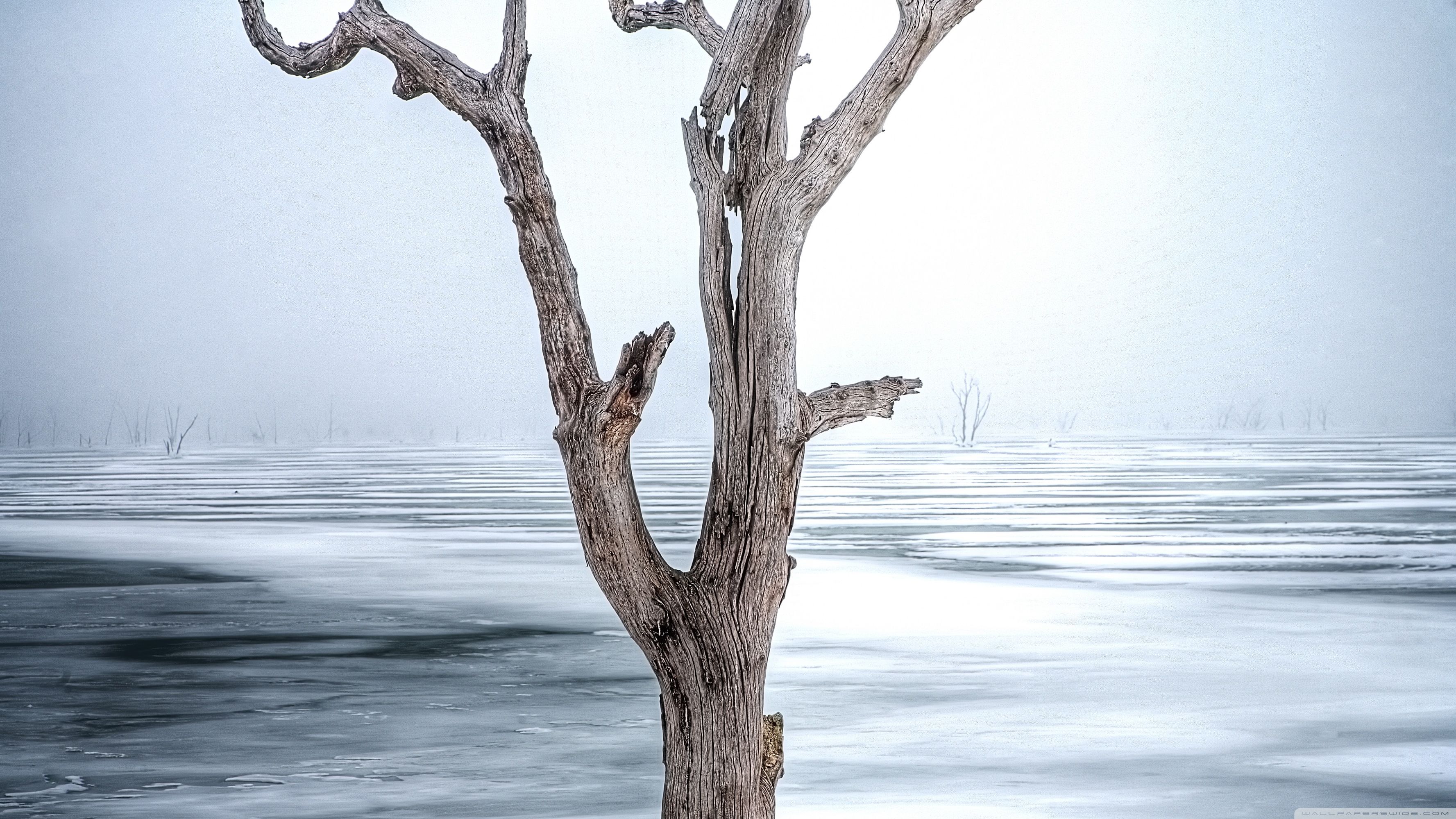 Dead Tree, Clinton Lake Ultra HD .wallpaperwide.com