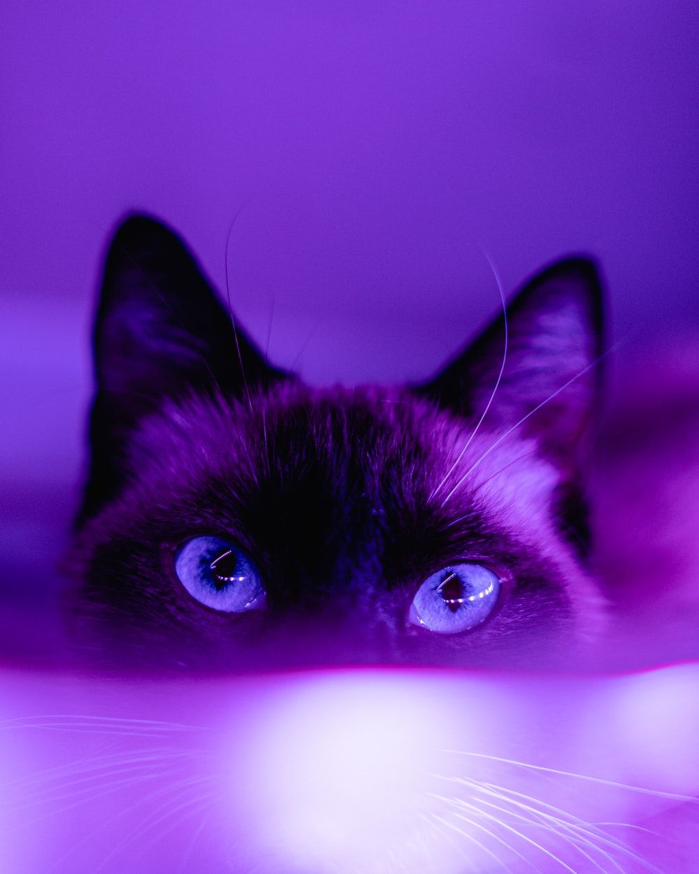 Purple Cat Picture. Download Free .com