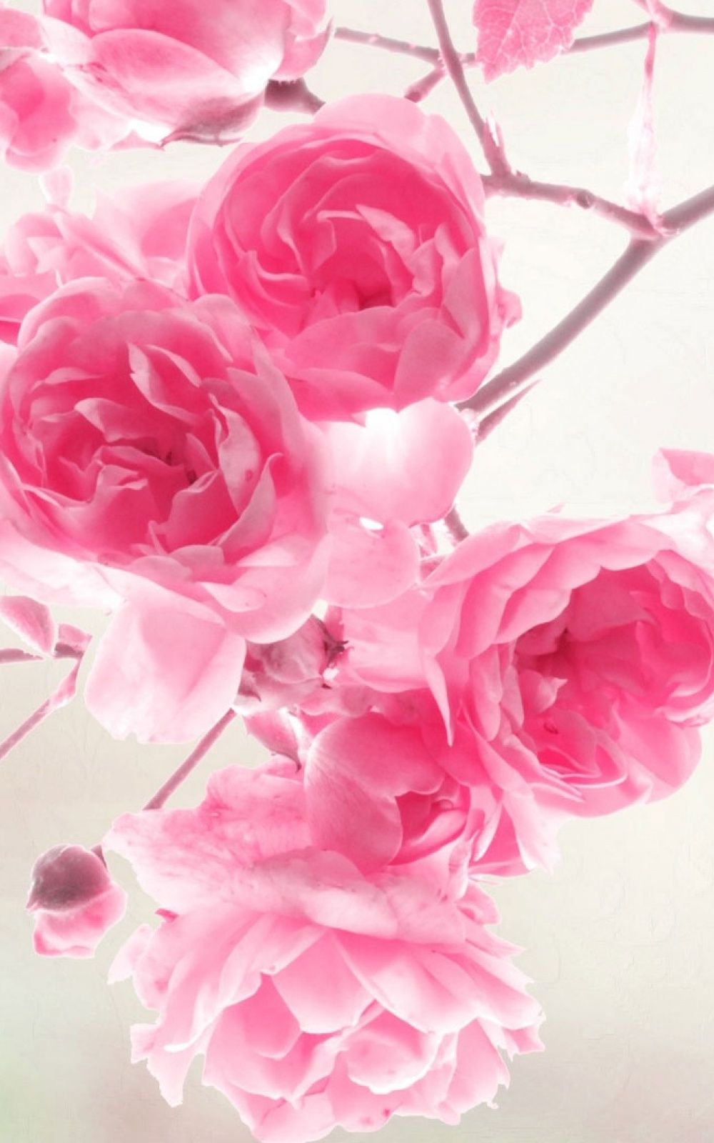 Pink Roses Flowers Mobile Wallpaper .mobileswall.com