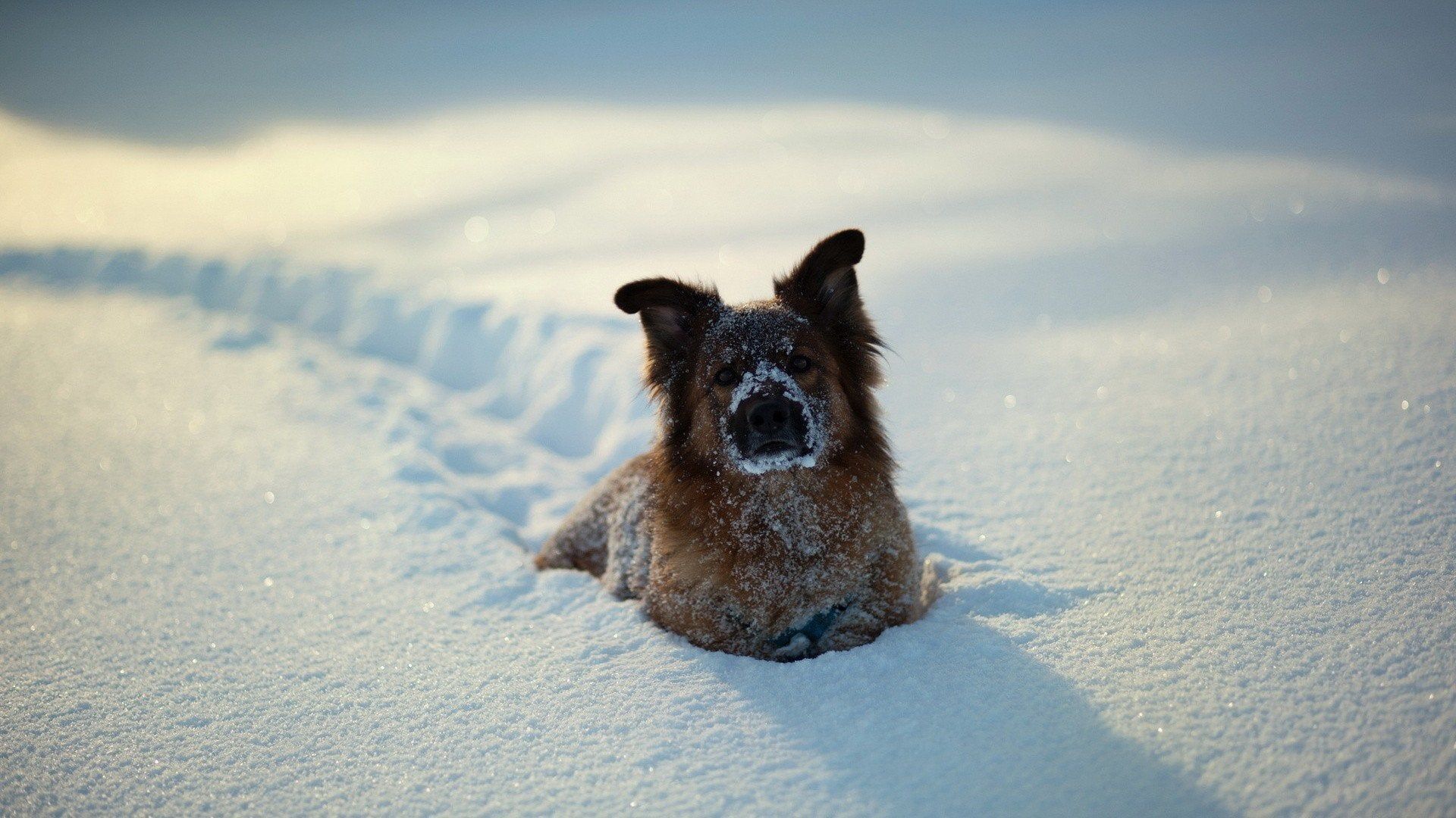 A dog in snow [1920x1080], wallpaperreddit.com