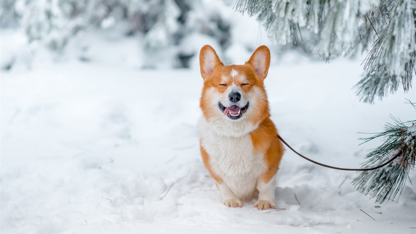 Wallpaper Smile dog, snow, winter 1920x1200 HD Picture, Image