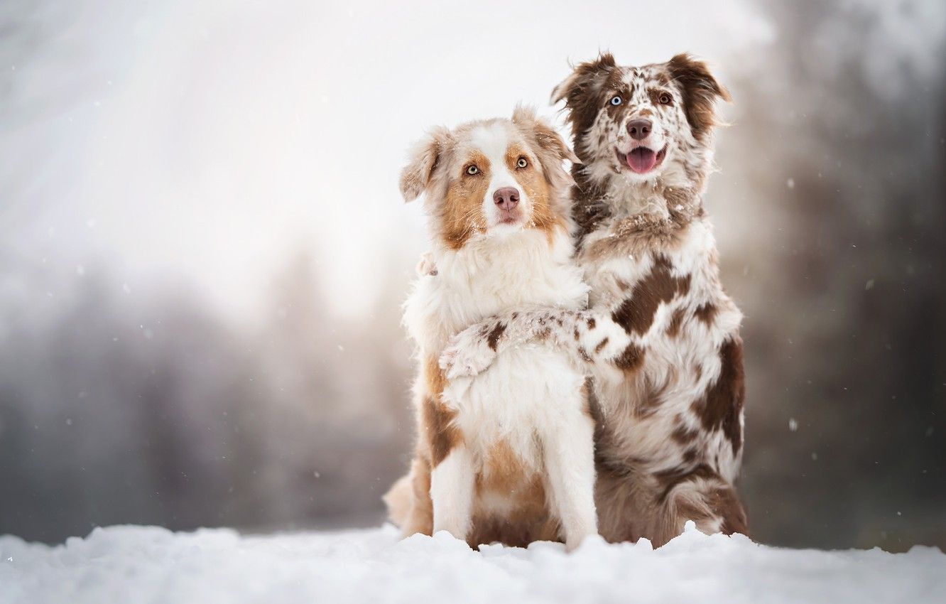 Wallpaper dogs, snow, a couple, two dogs image for desktop, section собаки
