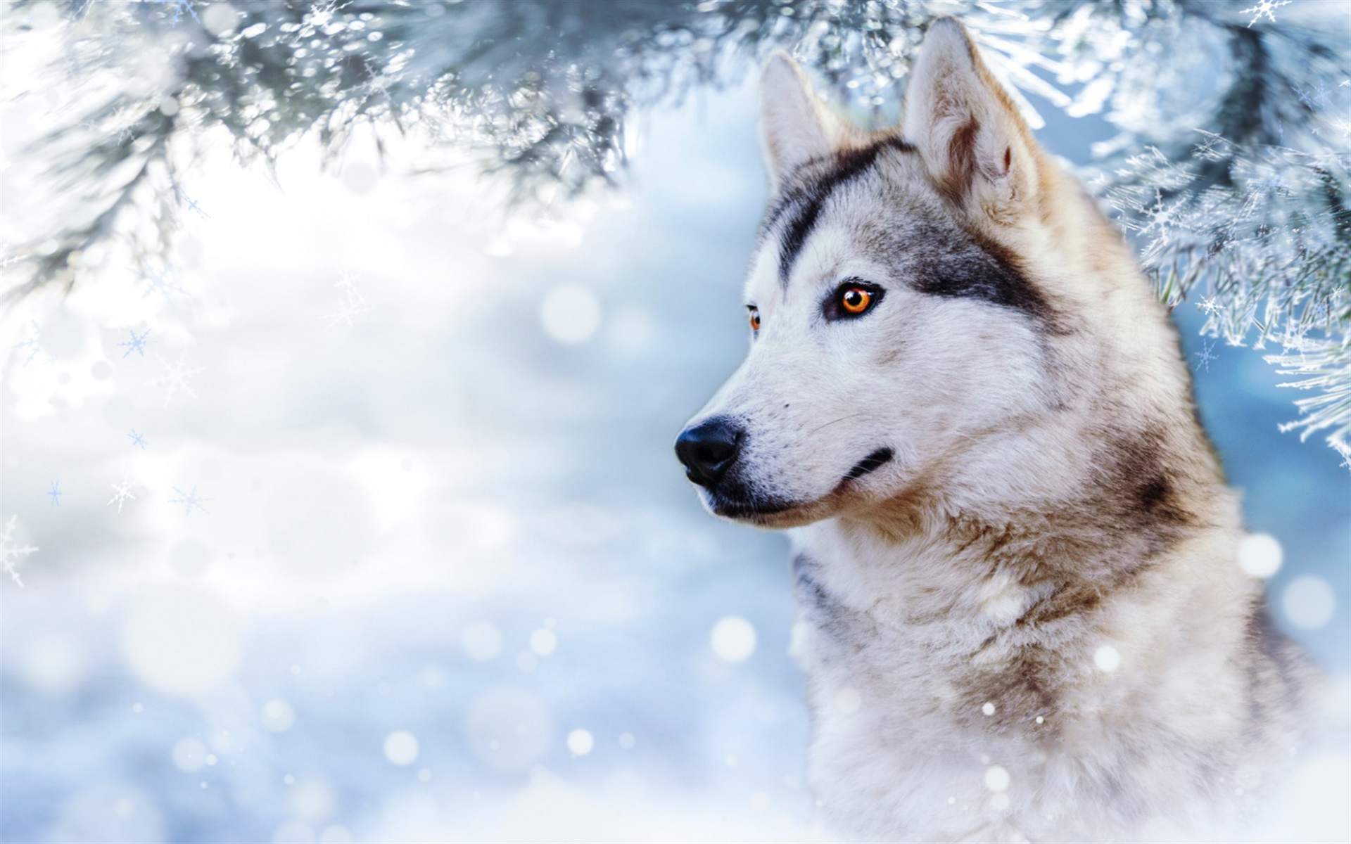 Husky, Beautiful Dog, Winter, Snow, Cute Animals, Dogs Snow Snow Wallpaper Husky Wallpaper & Background Download