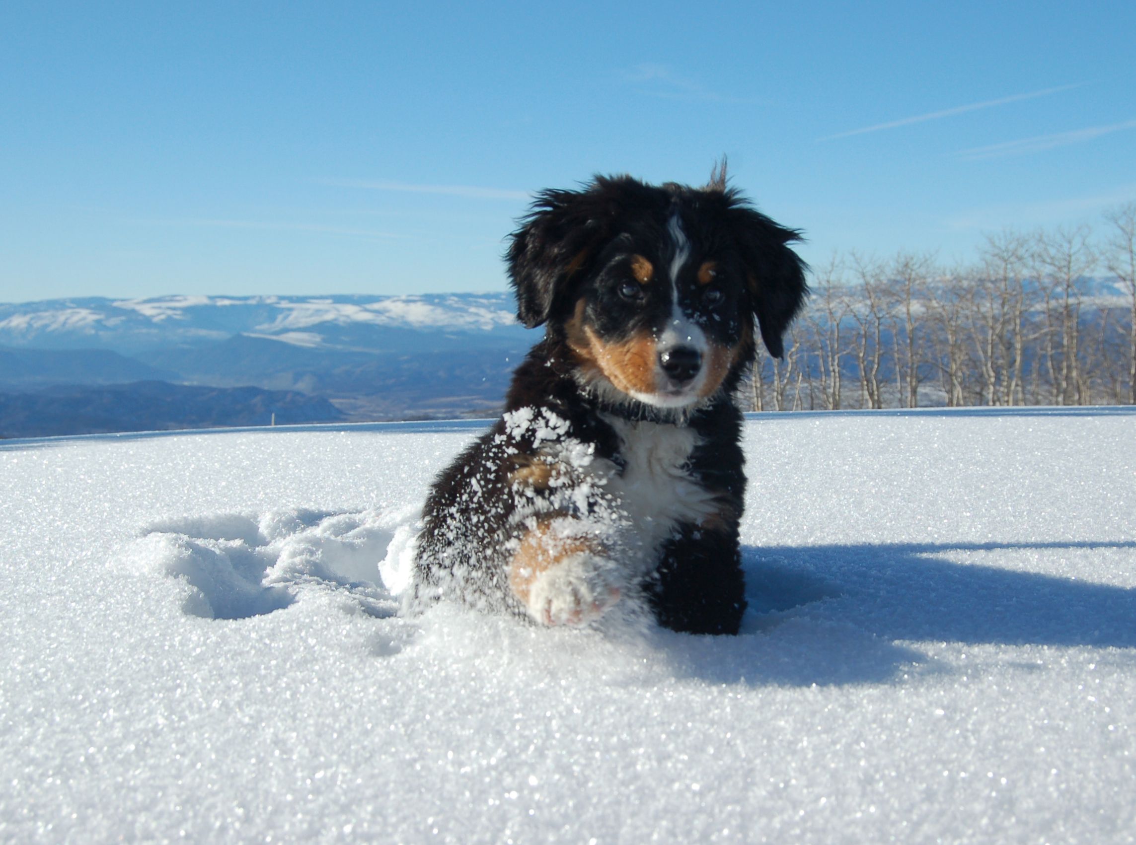 Bernese Mountain Dog Puppy In Snow .hdwallsource.com