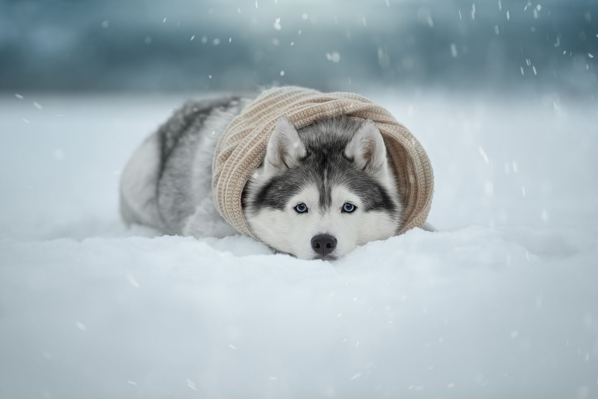 Snowfall, Dog, Snow, Pet, Husky wallpapercoolwallpaper.me