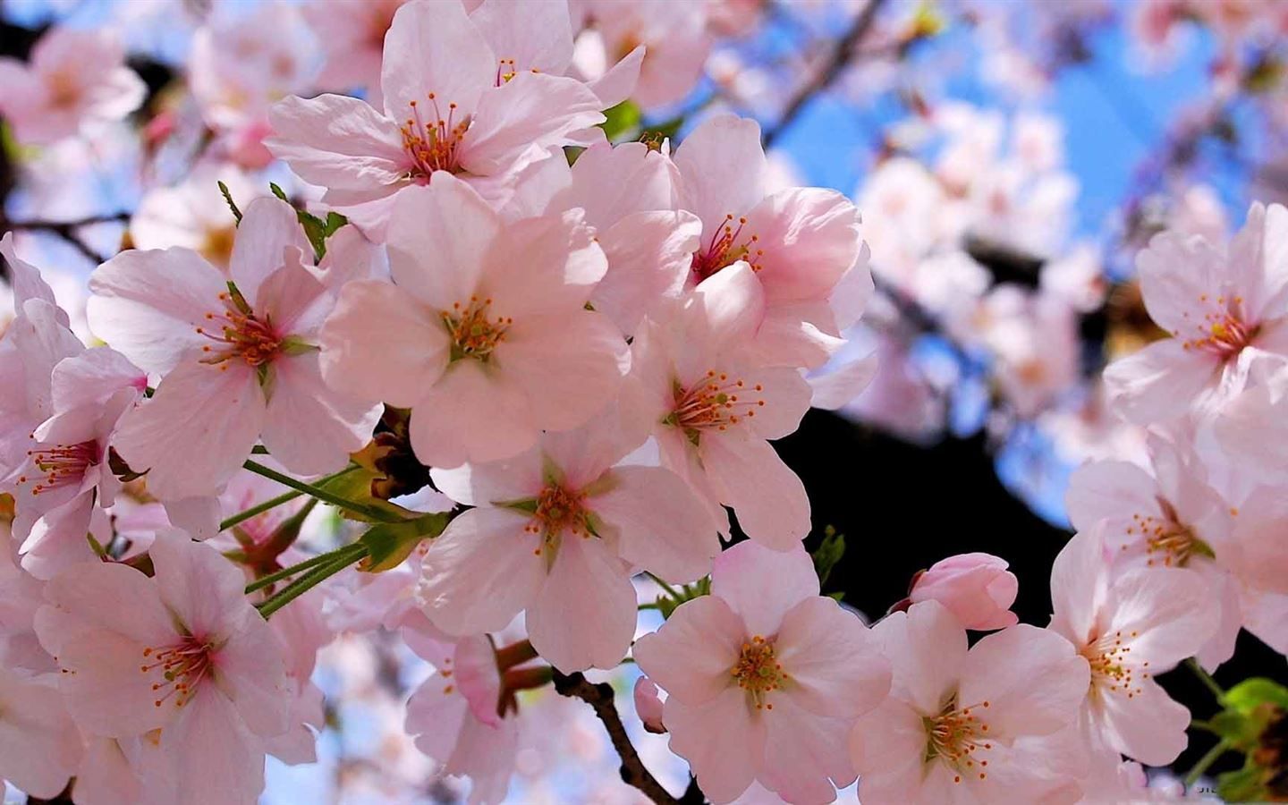 Spring Pink Blossoms MacBook Air .allmacwallpaper.com