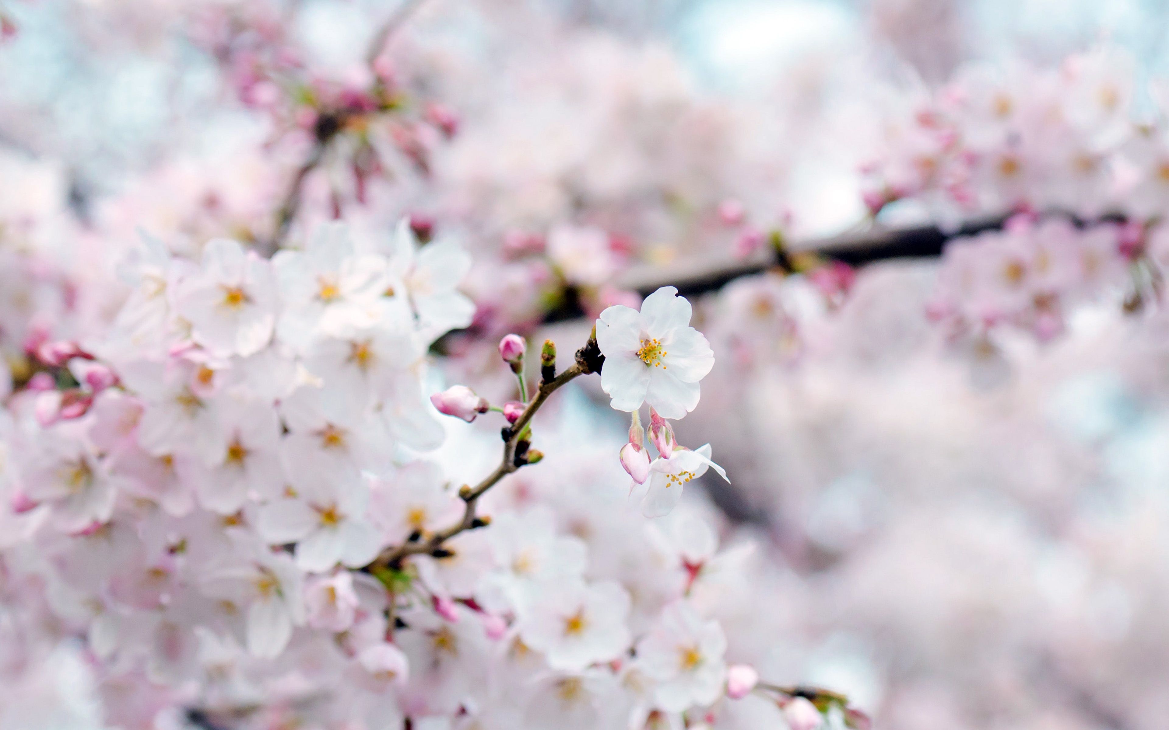wallpaper for desktop, laptop. cherry blossom flower spring tree bokeh nature