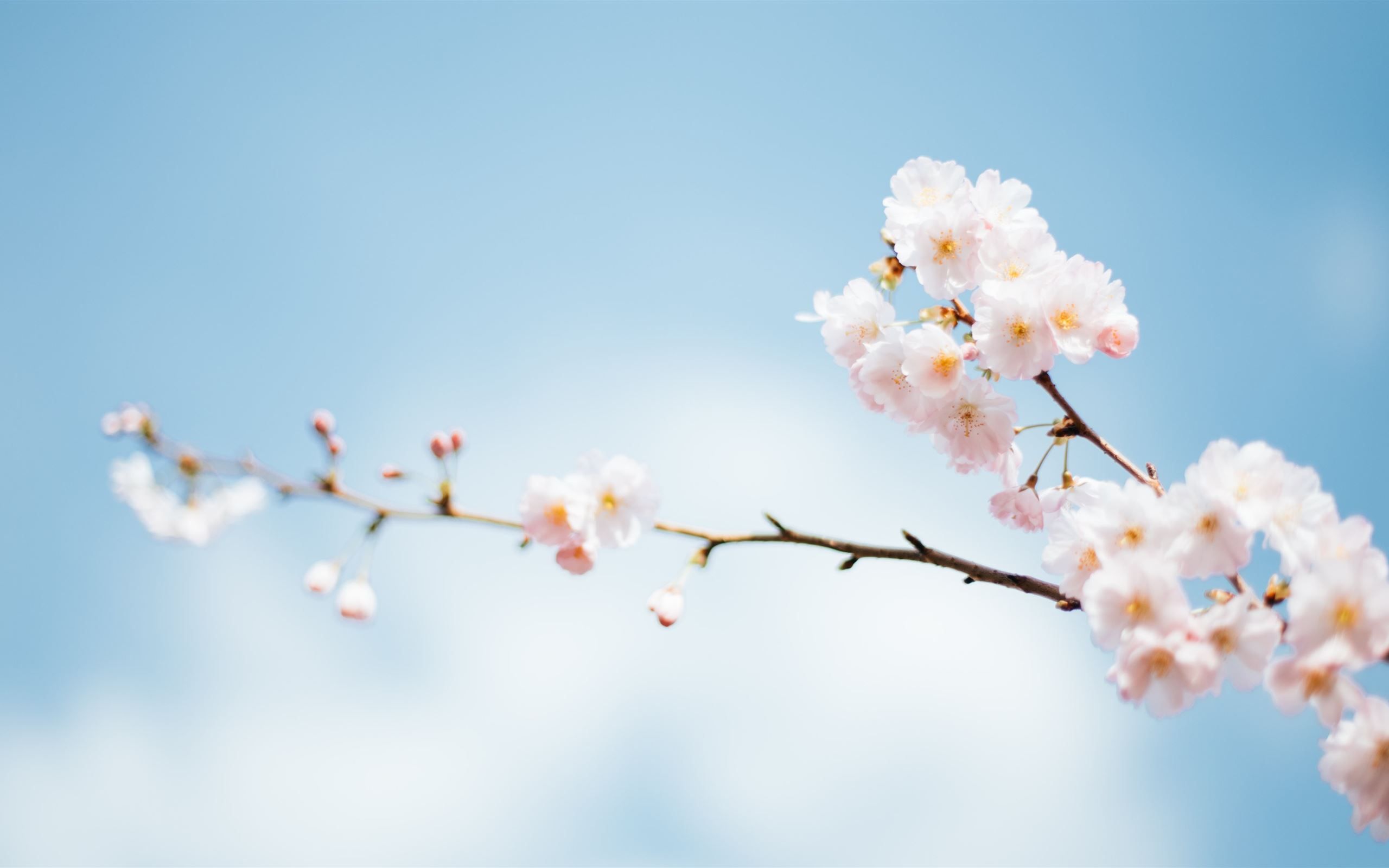 Spring flower blossoms on. MacBook .allmacwallpaper.com