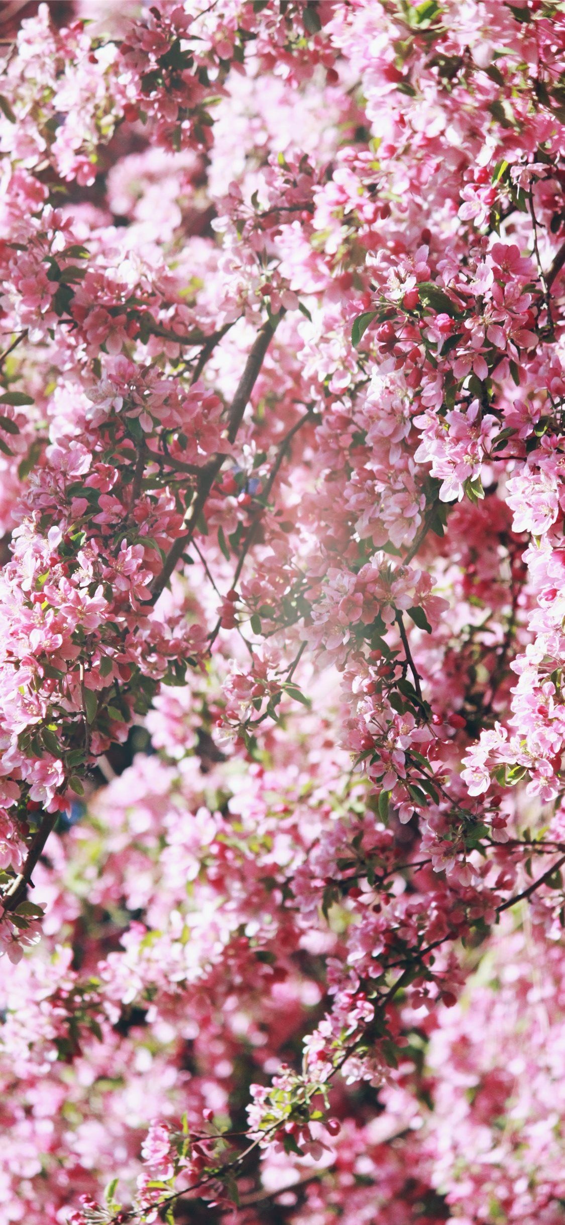 pink flowers iPhone X Wallpaper Free Download