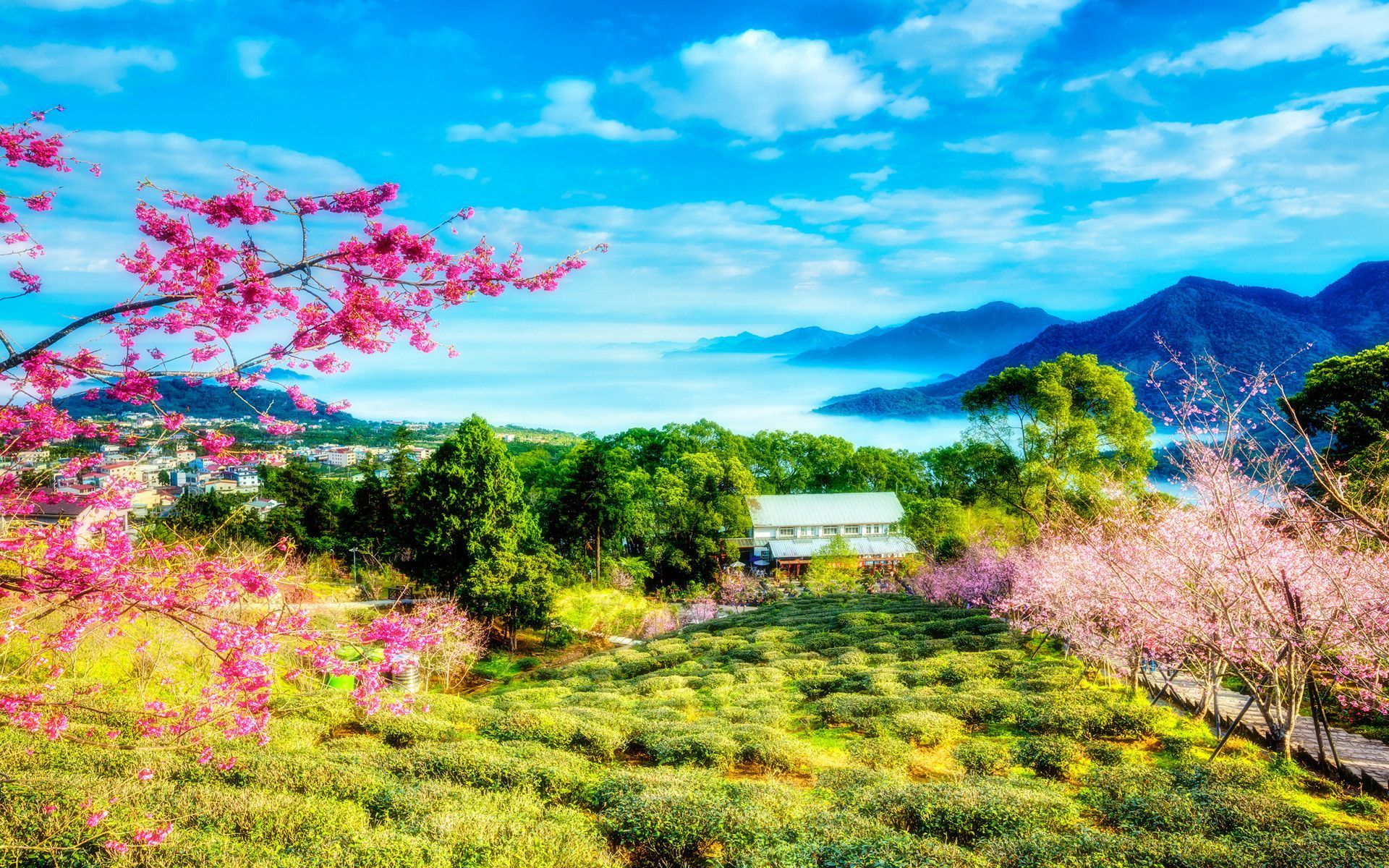 China Cherry Trees Mountains Landscape .com