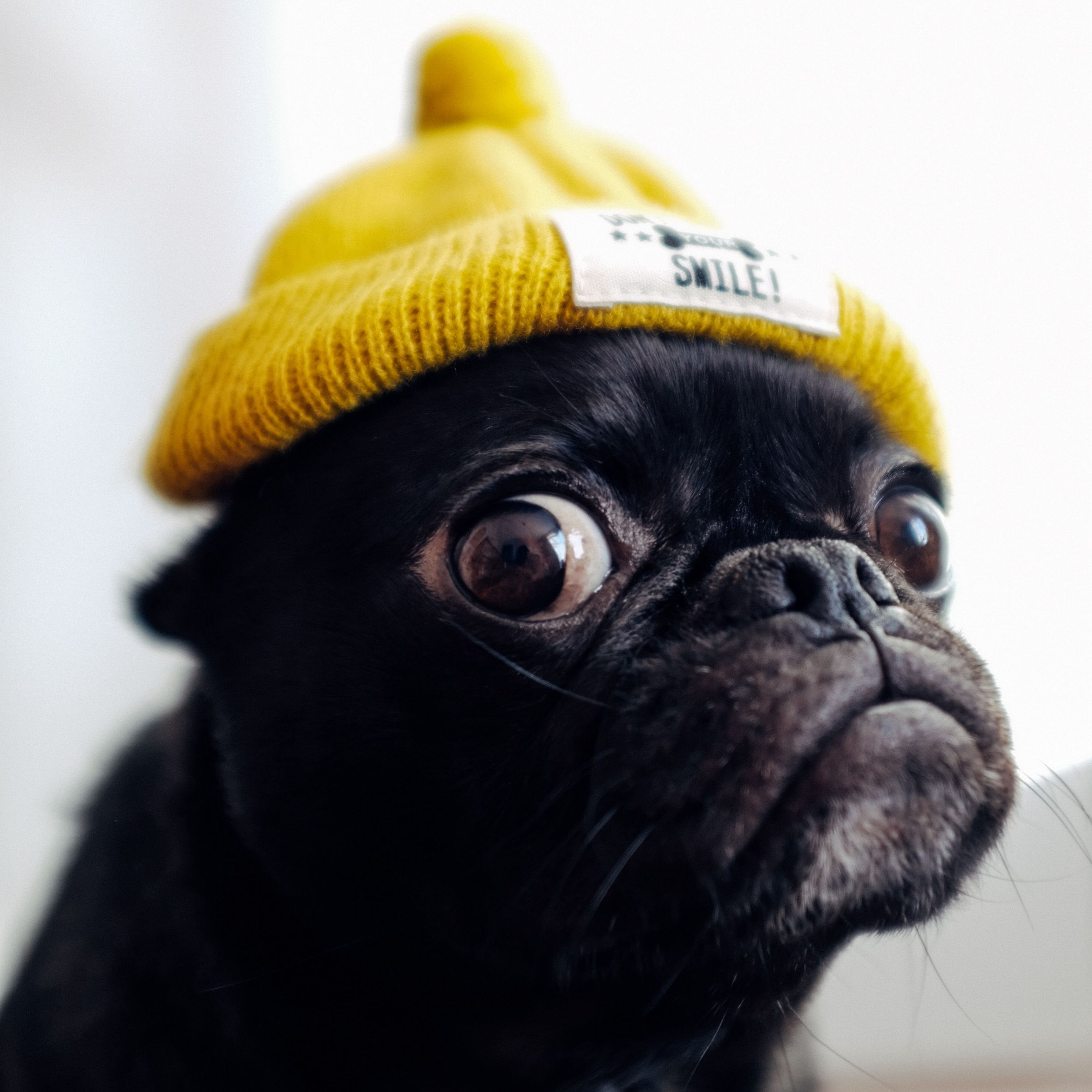 Wallpaper Pug, Dog, Hat, Funny, Pet .teahub.io