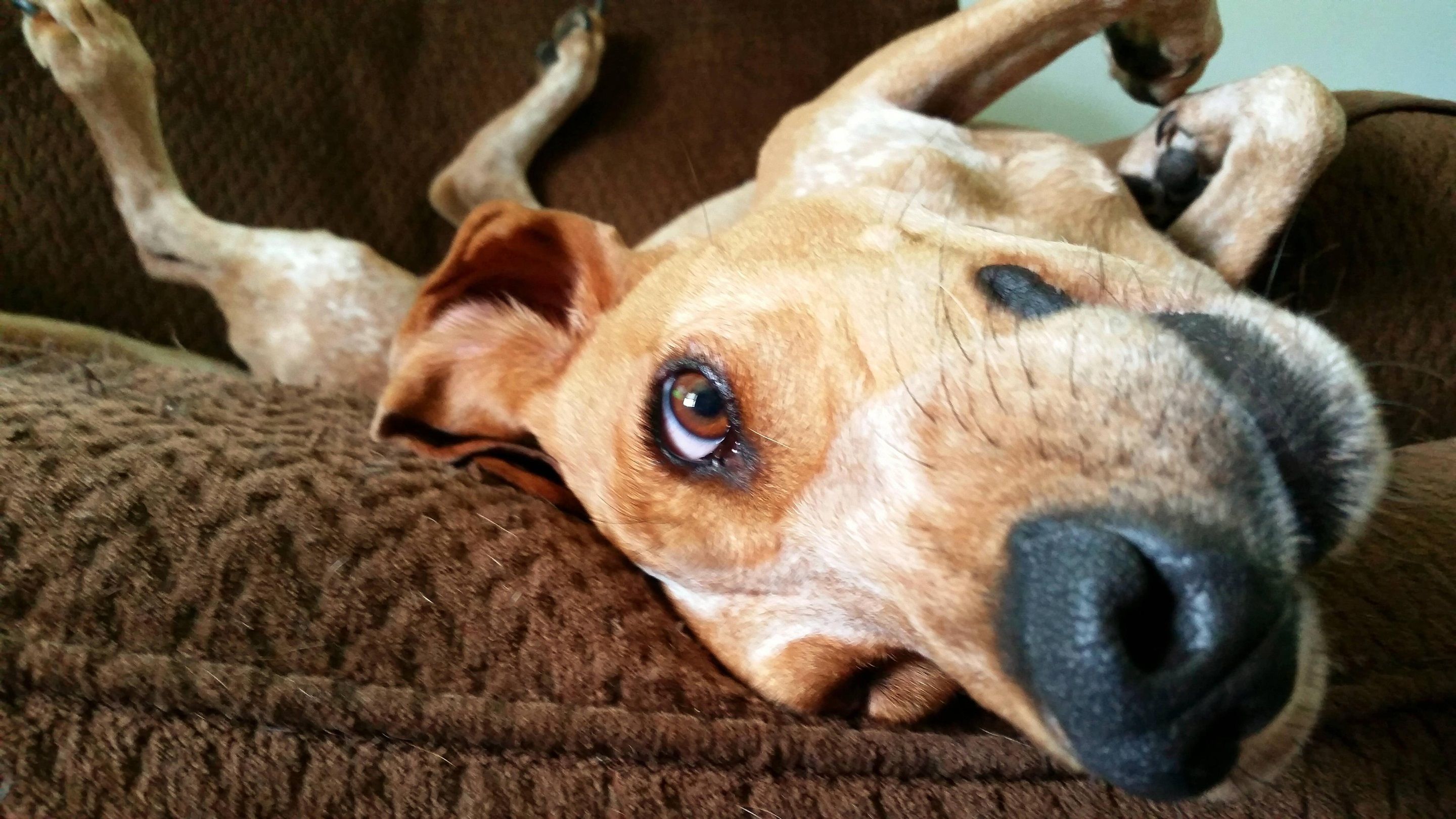 Funny Dog Wallpaper HD