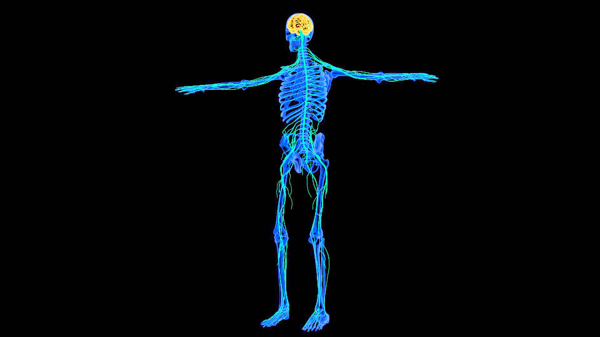 The Nervous System Wallpaper .hipwallpaper.com