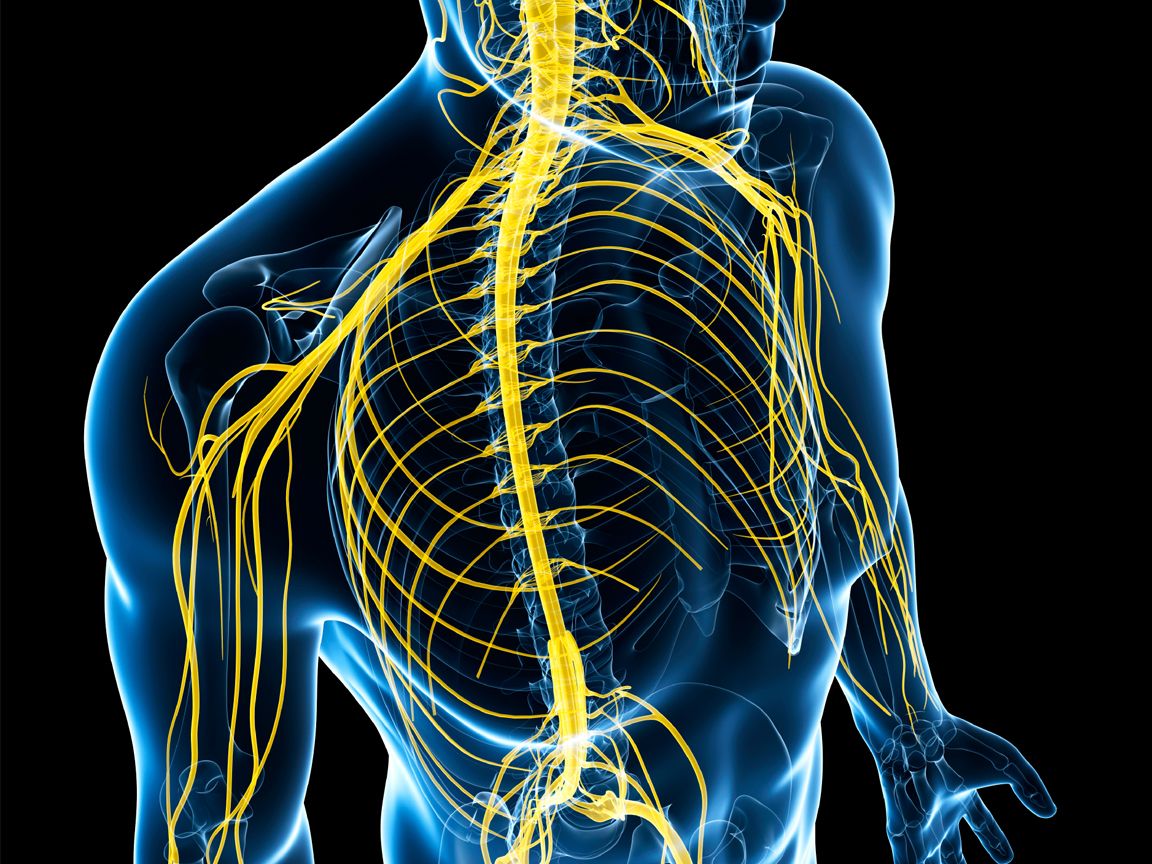 The Nervous System Wallpaper .hipwallpaper.com