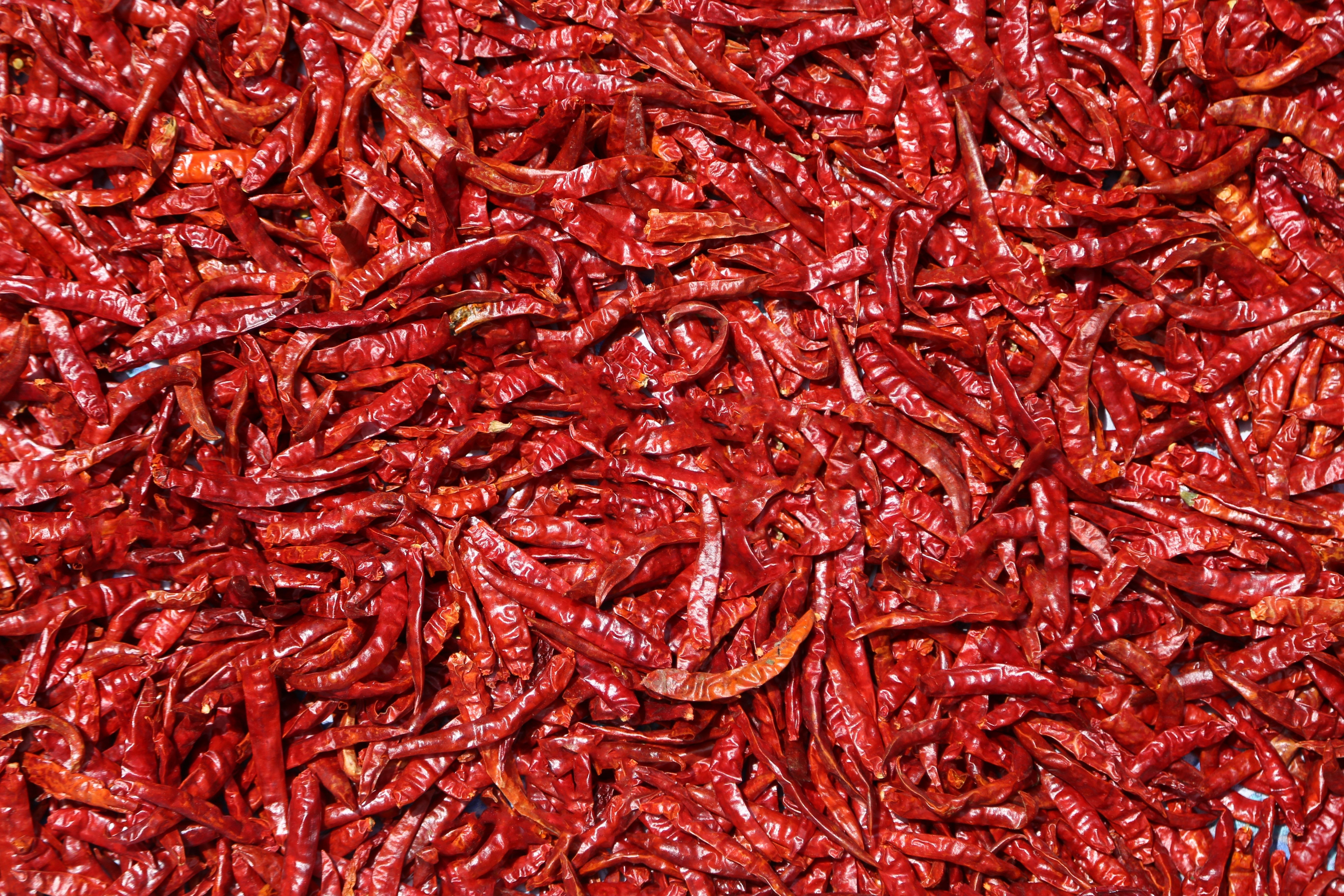 red chilli lot free image