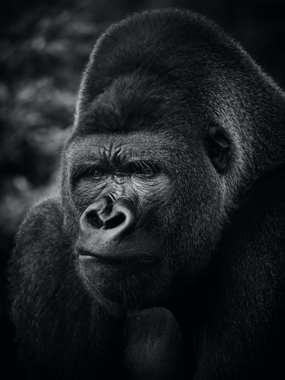 Apes Picture. Download Free Image on .com