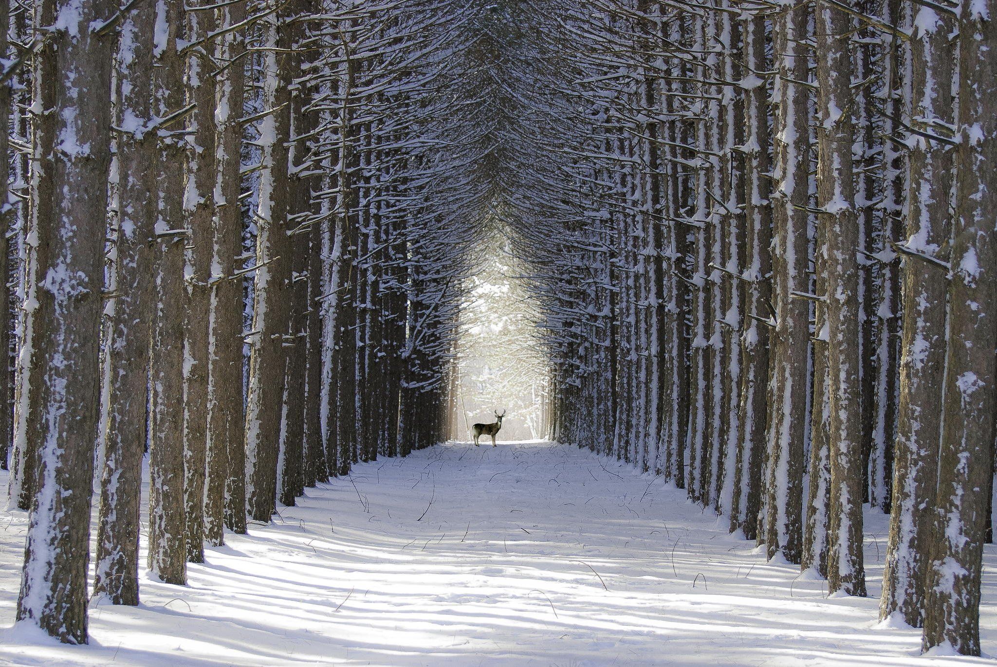 Winter Tree Desktop Wallpapers - Wallpaper Cave