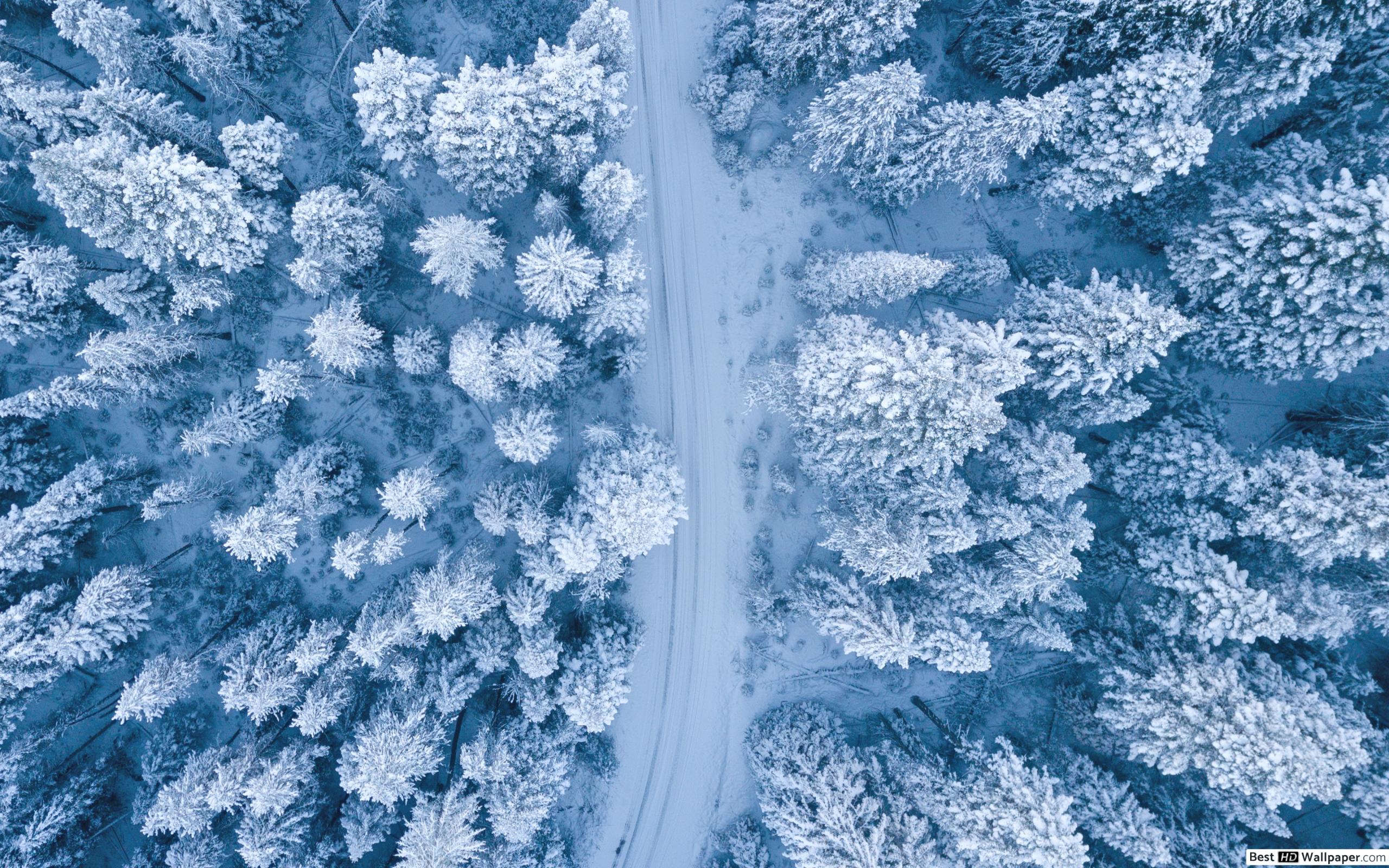 Aerial winter of the forest HD .besthdwallpaper.com