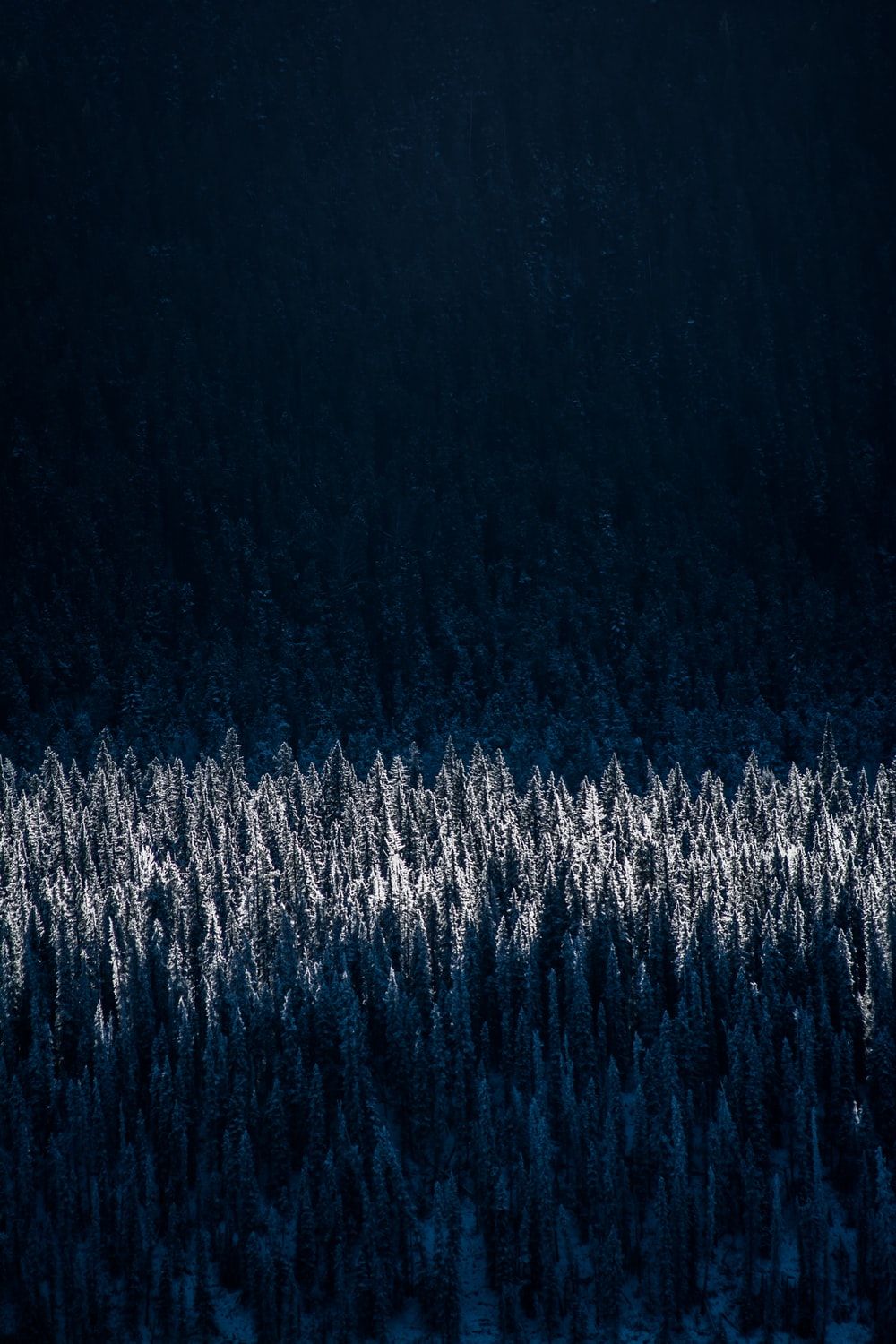 Aerial Photography Of Snow Capped Trees .com