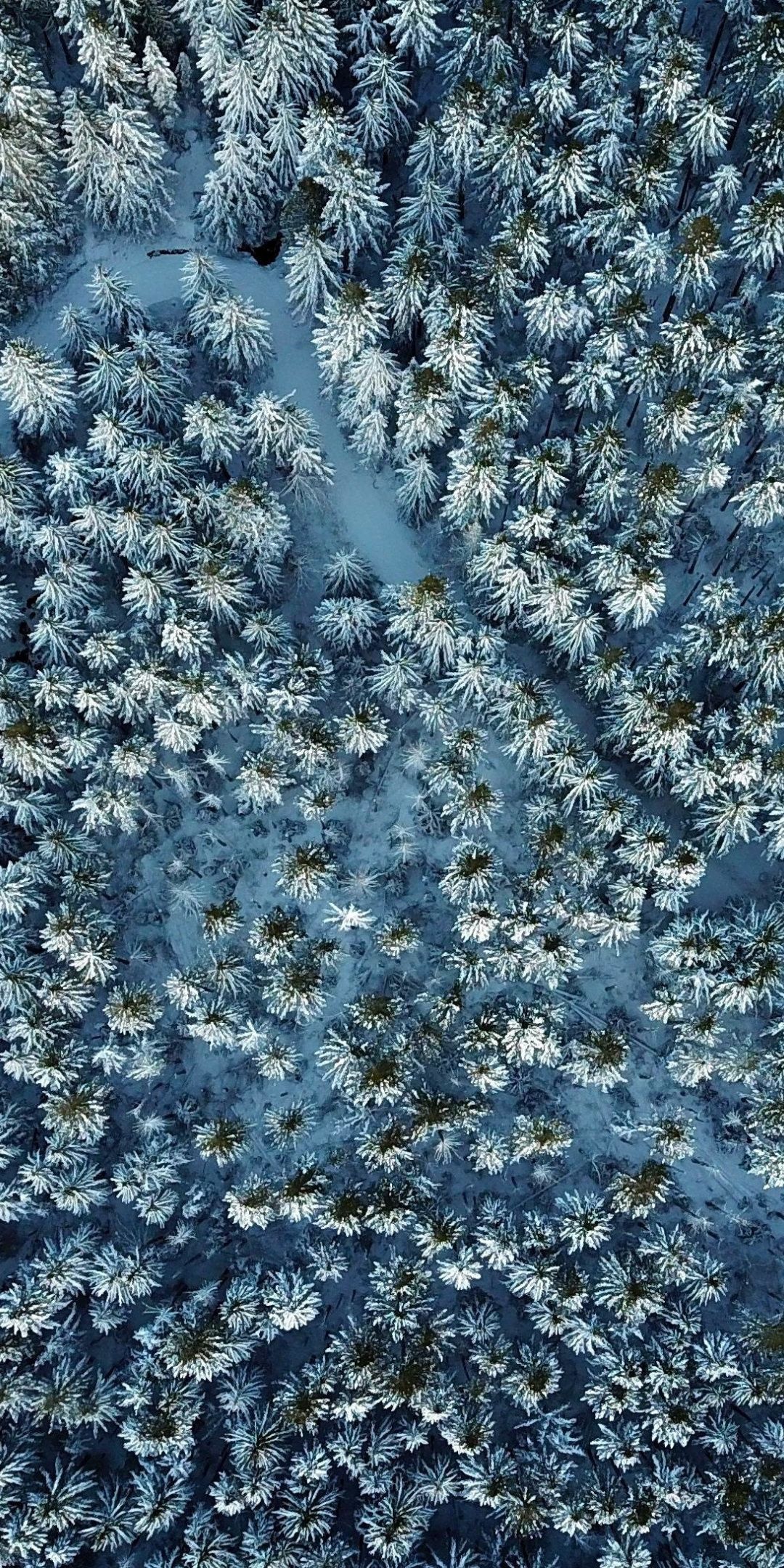 Winter, pine tree, nature, aerial view, 1080x2160 wallpaper. Aerial, Pine tree drawing, Aerial photography drone