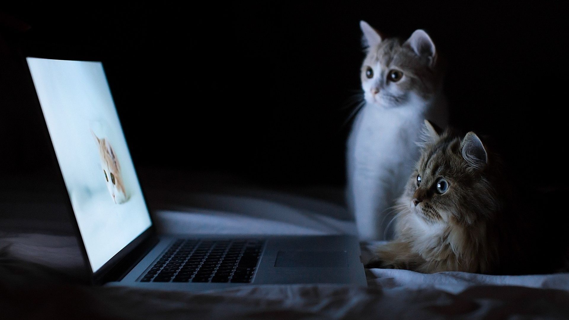 Cats and Macbook desktop PC .wallpaperafari.com