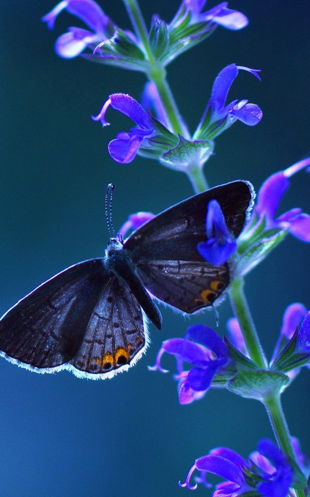 Butterfly Mobile Wallpaper Wallmobileswall.com