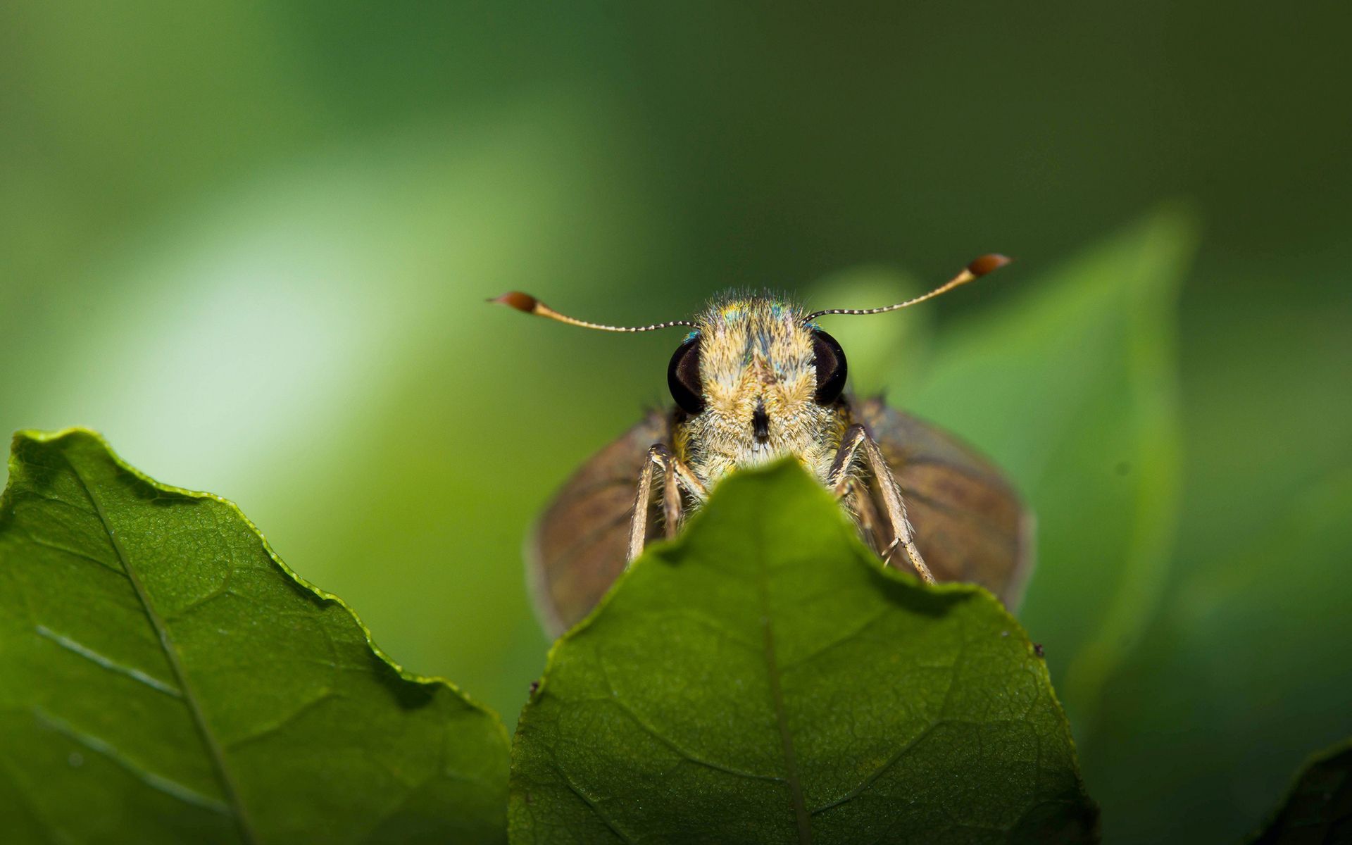 Moth Desktop Wallpaper