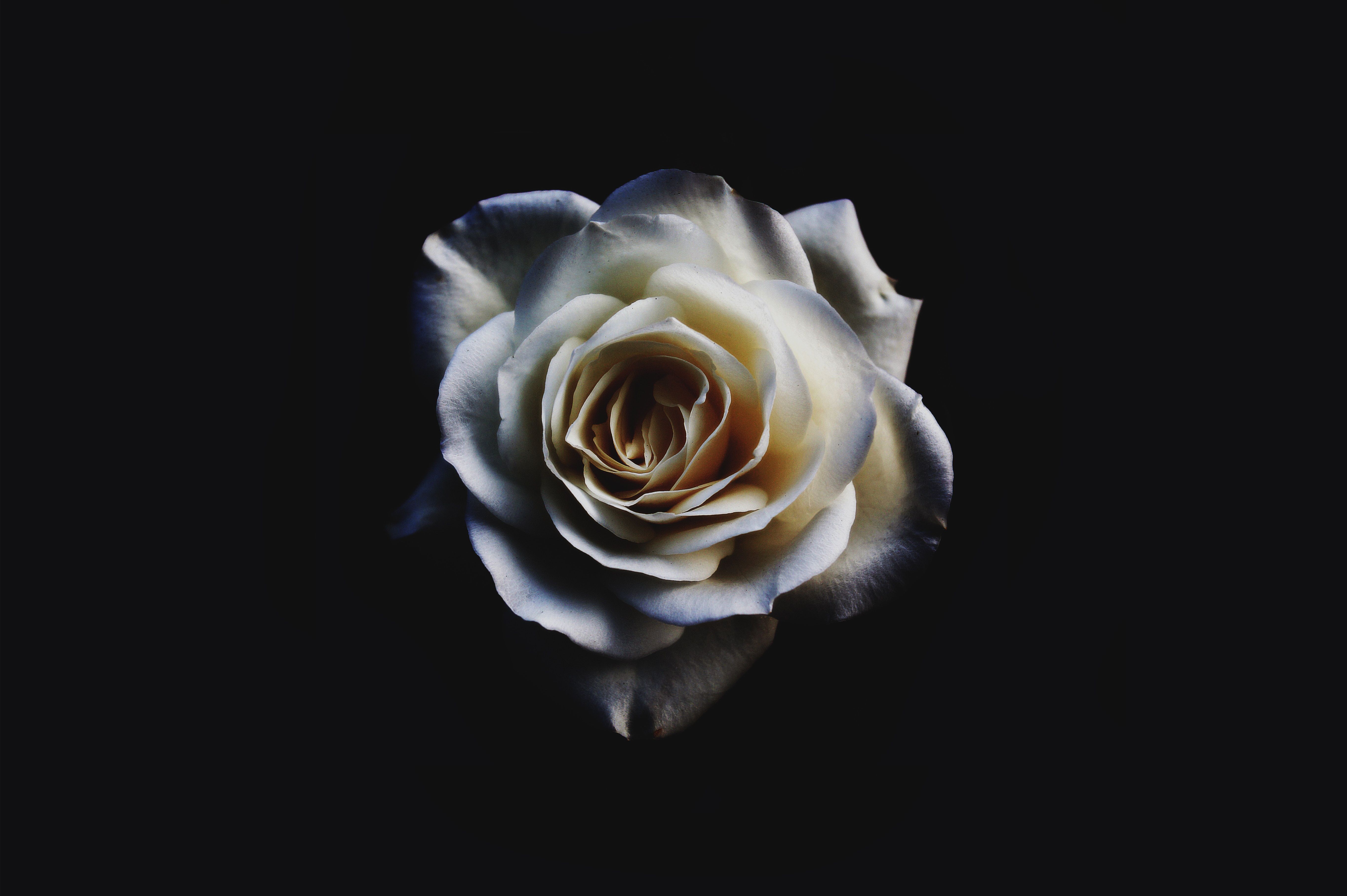 White Rose Oled 5k, HD Flowers, 4k .hdqwalls.com
