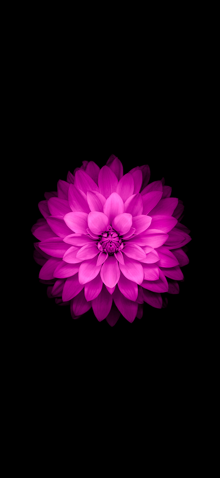 Official Wallpaper flower .menymac.blogspot.com