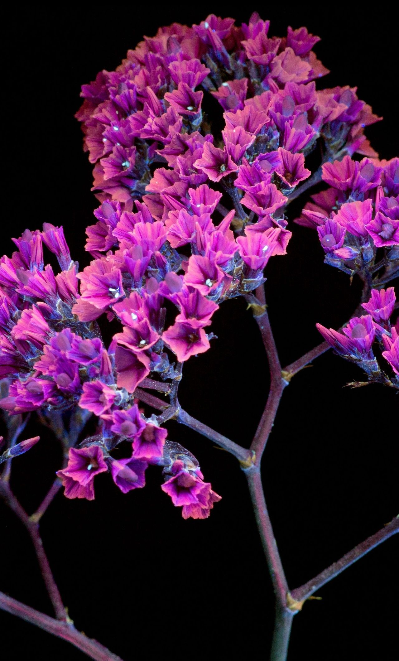 Oled Purple Flower iPhone .hdqwalls.com